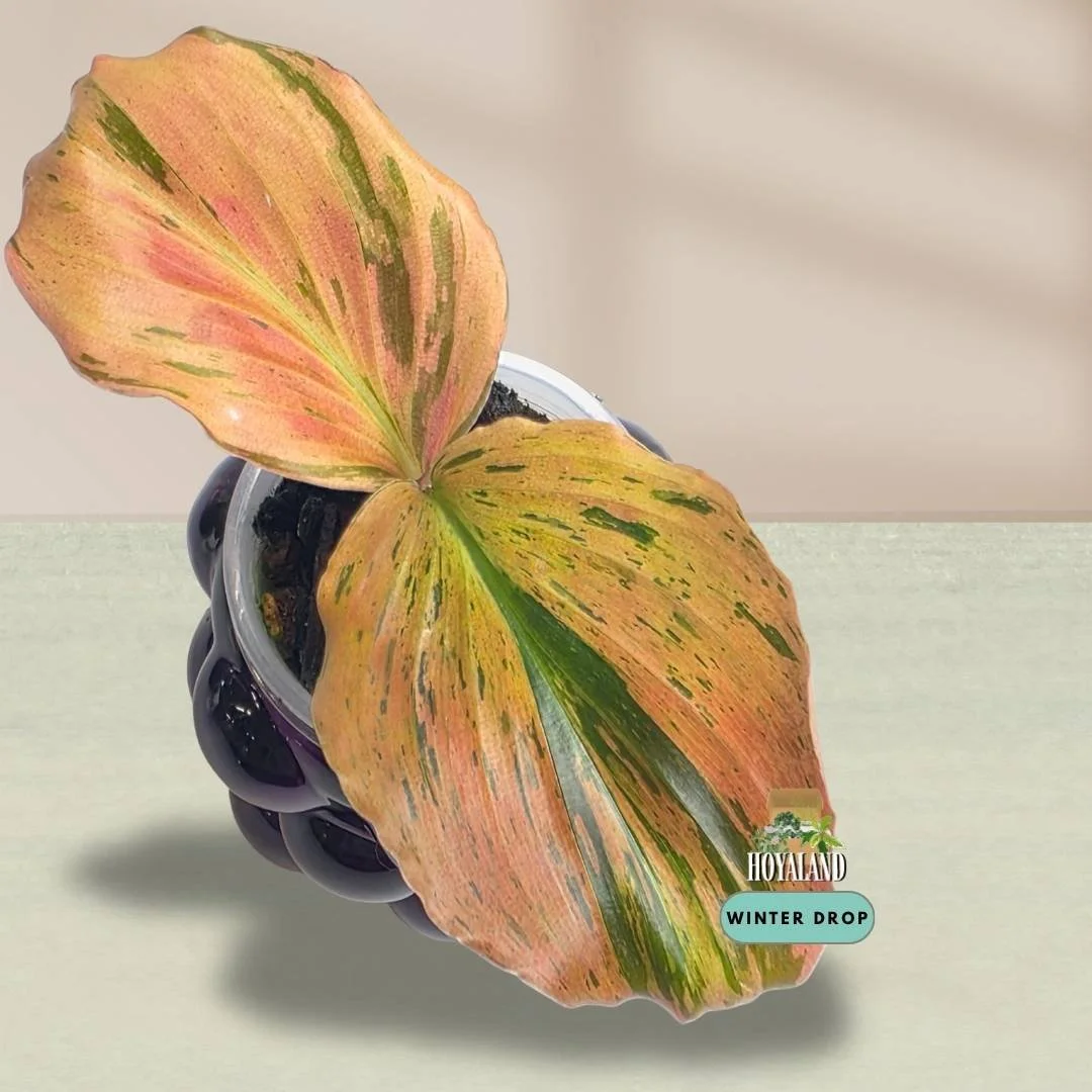 Established Kaempferia pulchra Variegata showing intricate green, orange, bronze, and pink variegated patterns