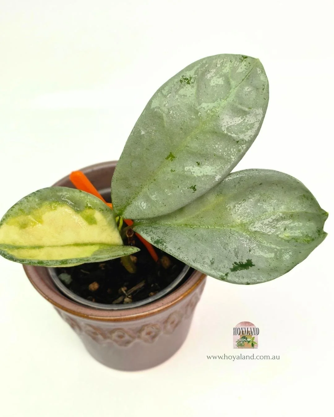 🍂 Hoya carnosa NOVA GHOST