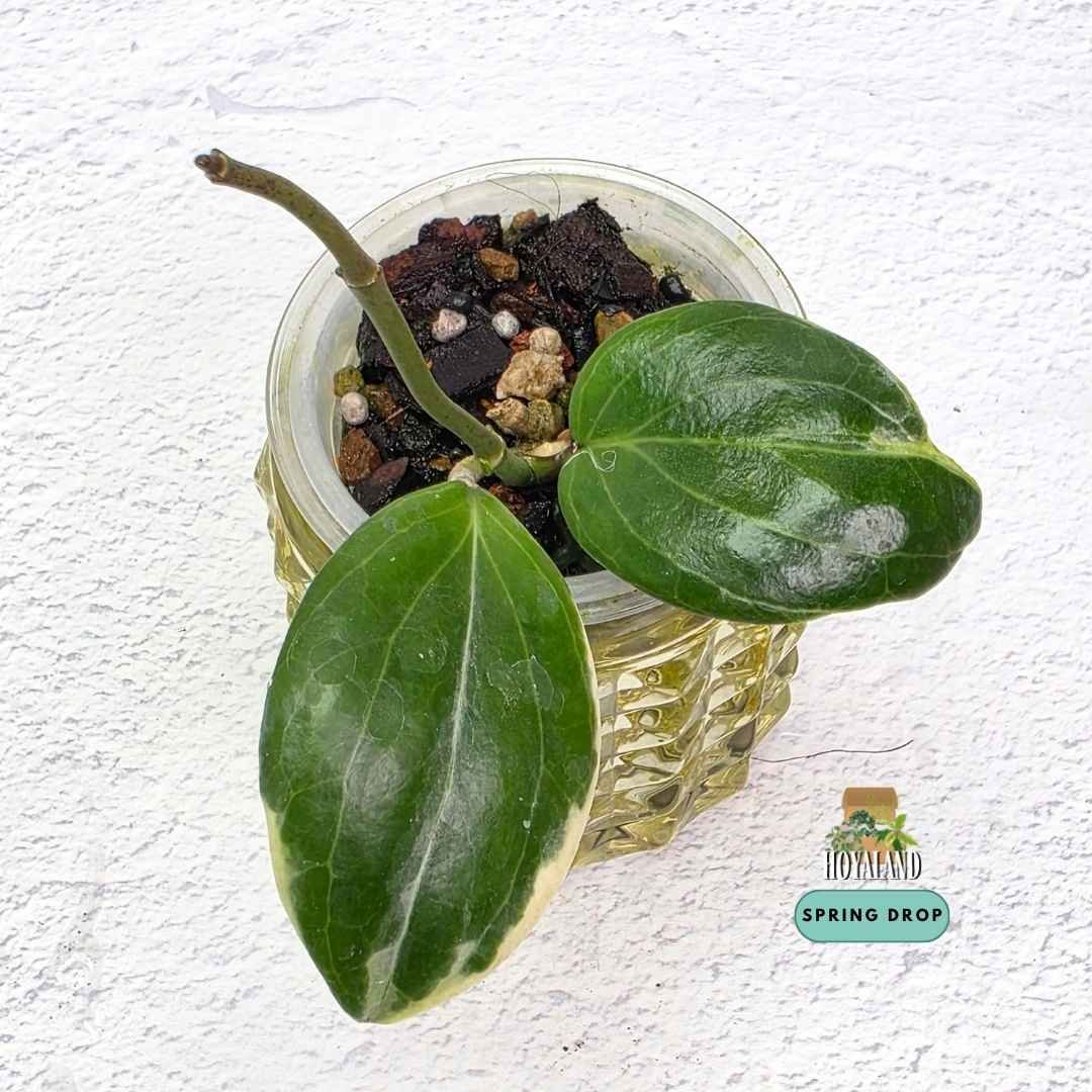 Hoya little plu (5).jpg