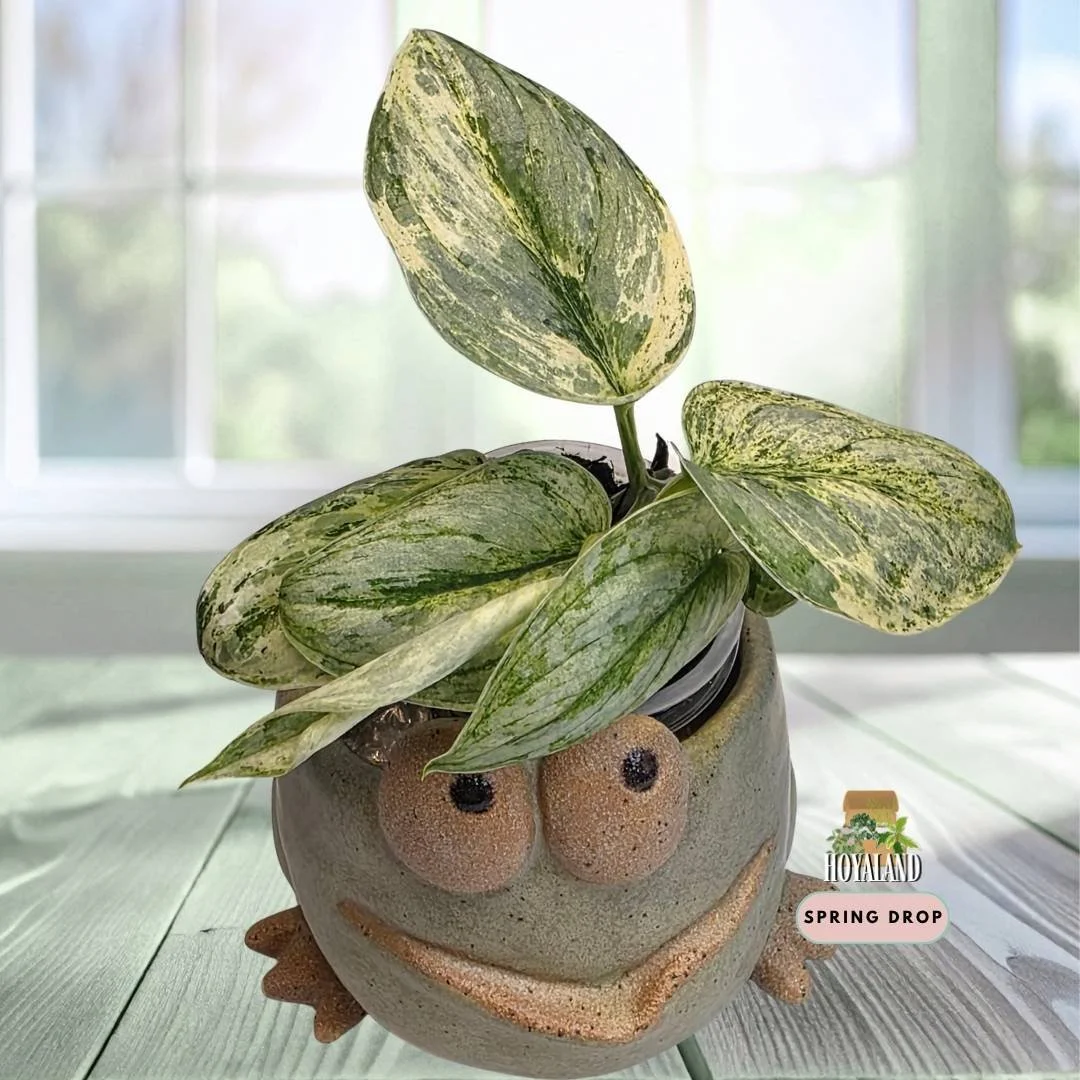 Scindapsus 'Tembaga' (Velvet Foliage with Subtle Copper Sheen) | 2 Heads