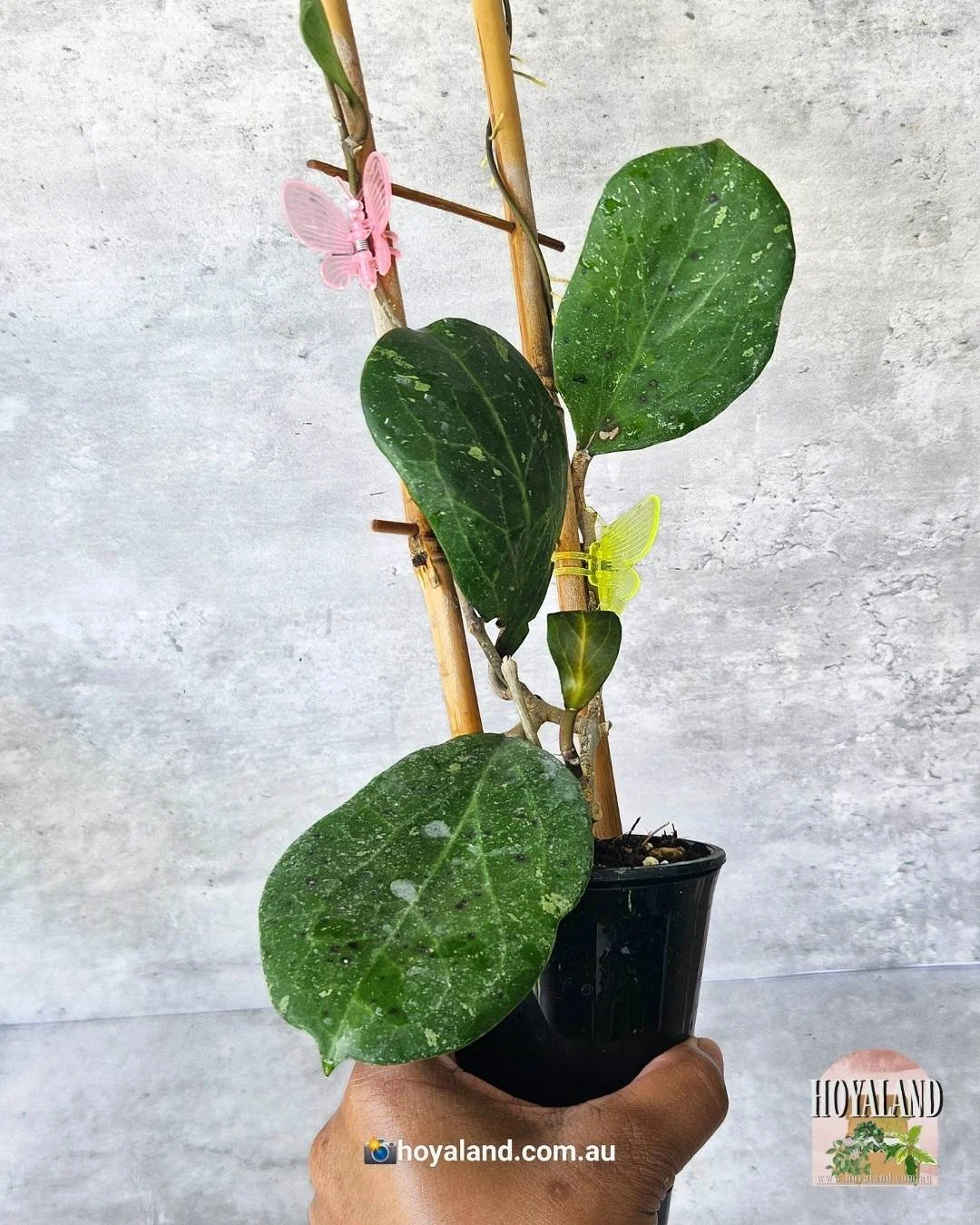 Hoya Michele  (2).jpg