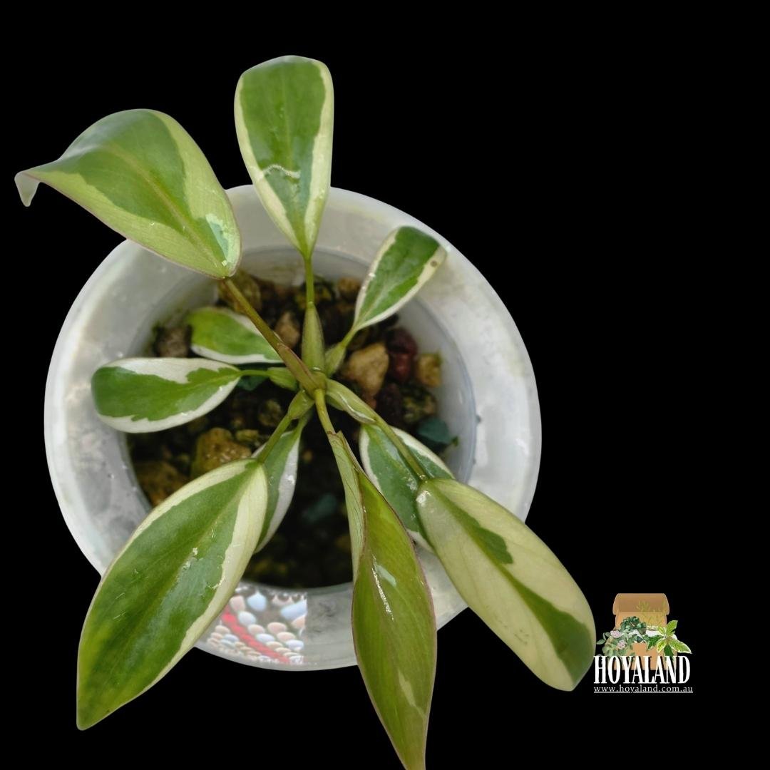 Philodendron atabapoense albo (4).jpg