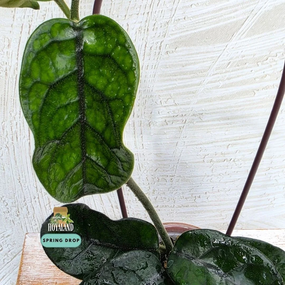 Hoya caobang.jpg