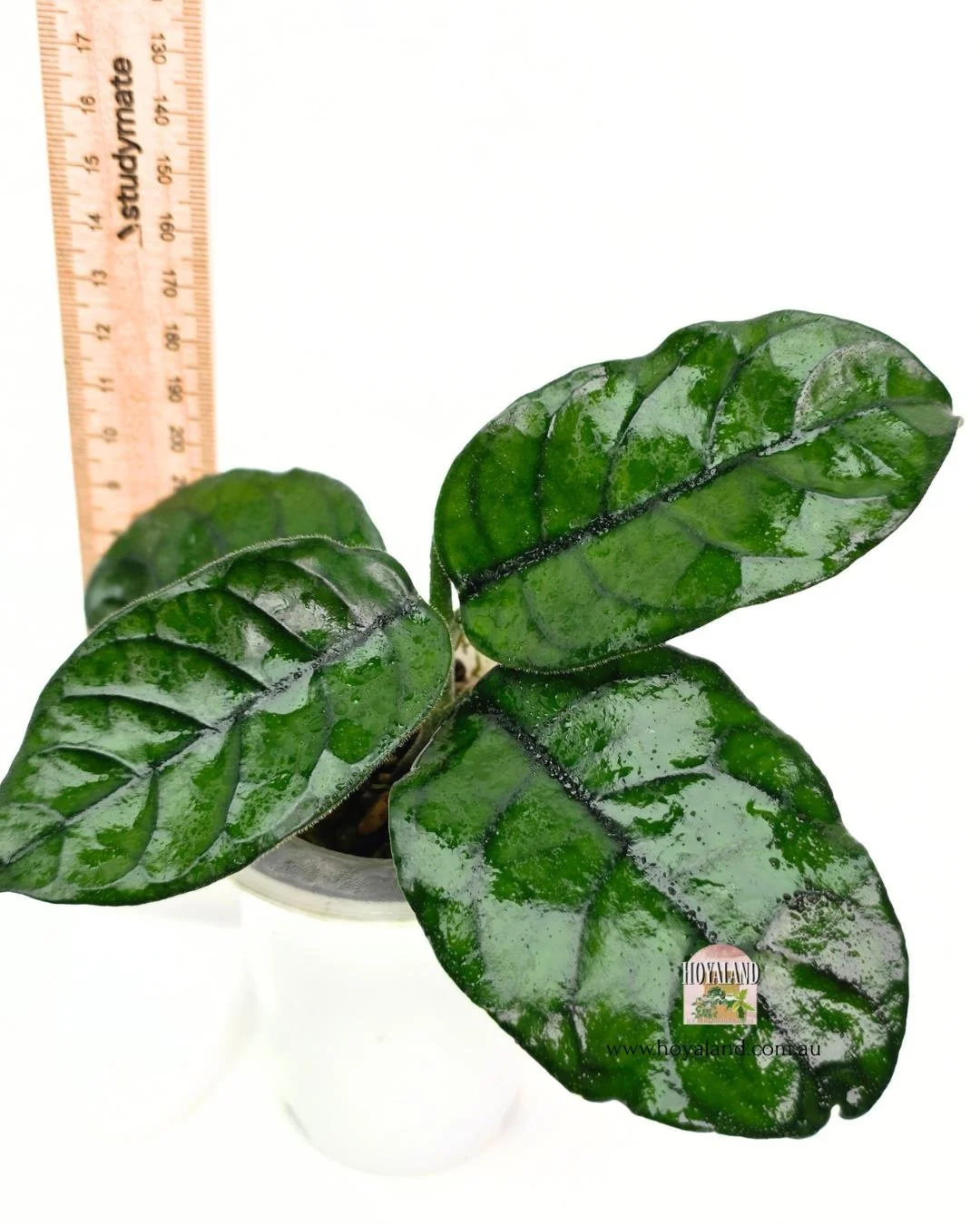 🍂 Hoya globulosa Cao Bang Base Plant