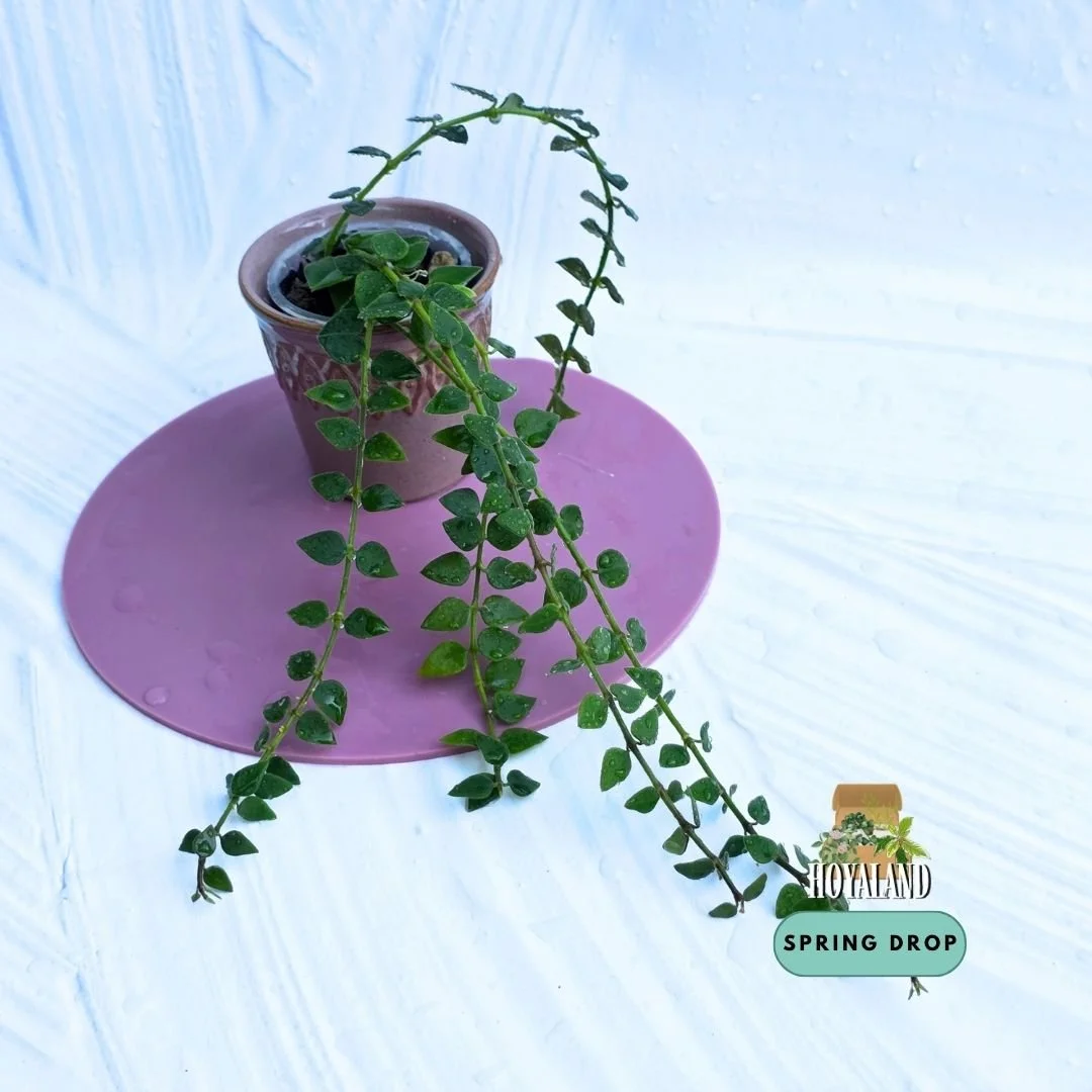 Hoya chinghungensis green (6).jpg