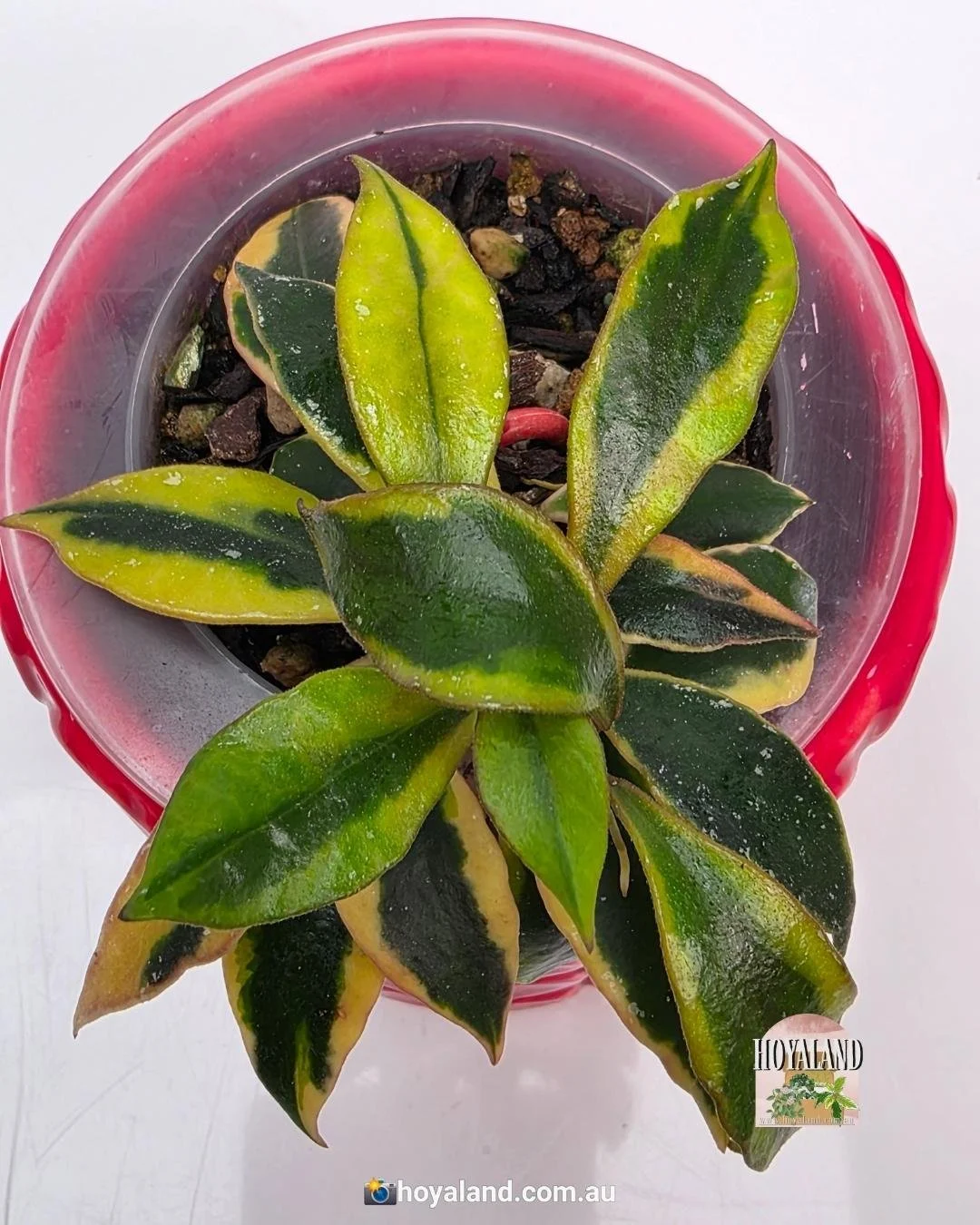 🌞  Rare Small-Leaf Hoya Bakoensis 'Albomarginata' 🩷