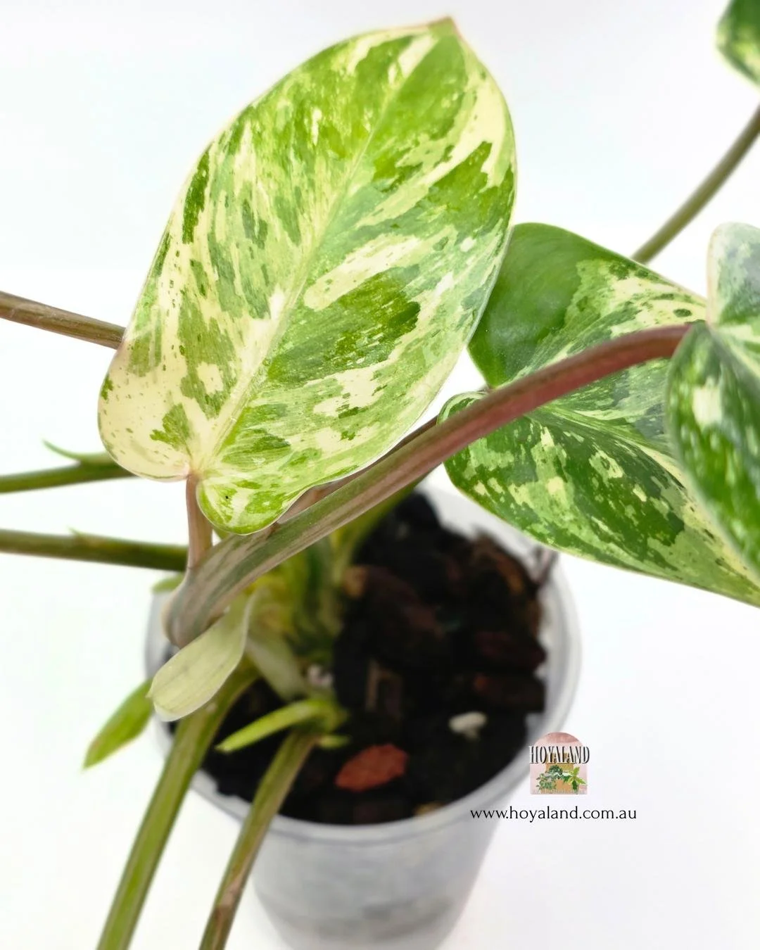 Philodendron emerald queen (2).jpg