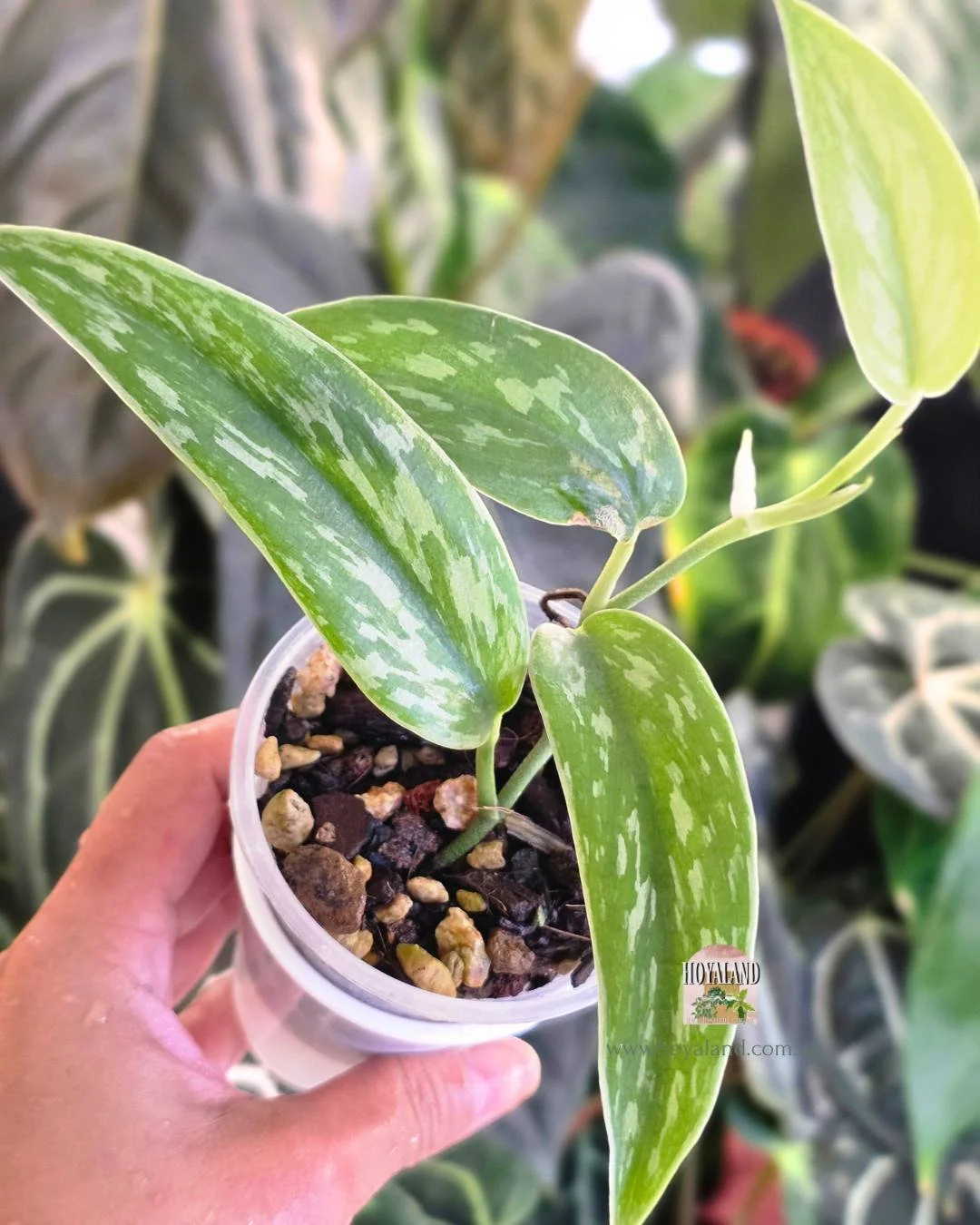 Scindapsus narrow (3).jpg