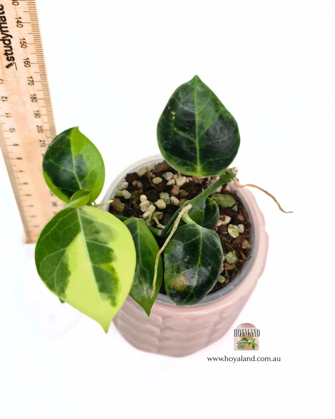 Hoya obscura albo (5).jpg