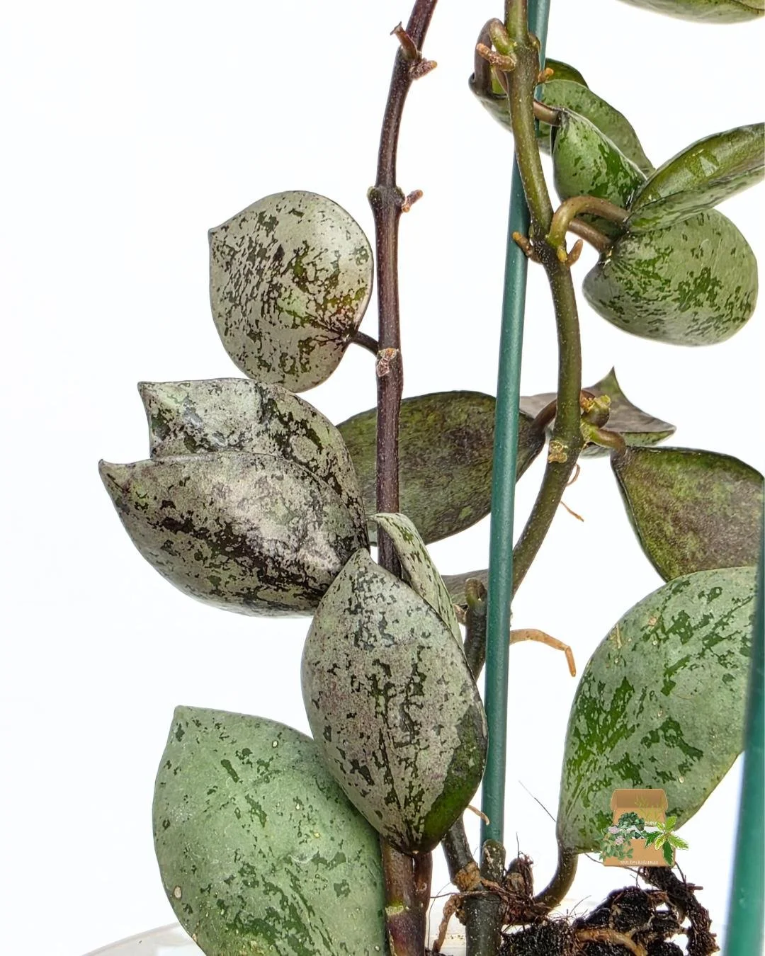 Hoya lacunosa black aurora (5).jpg