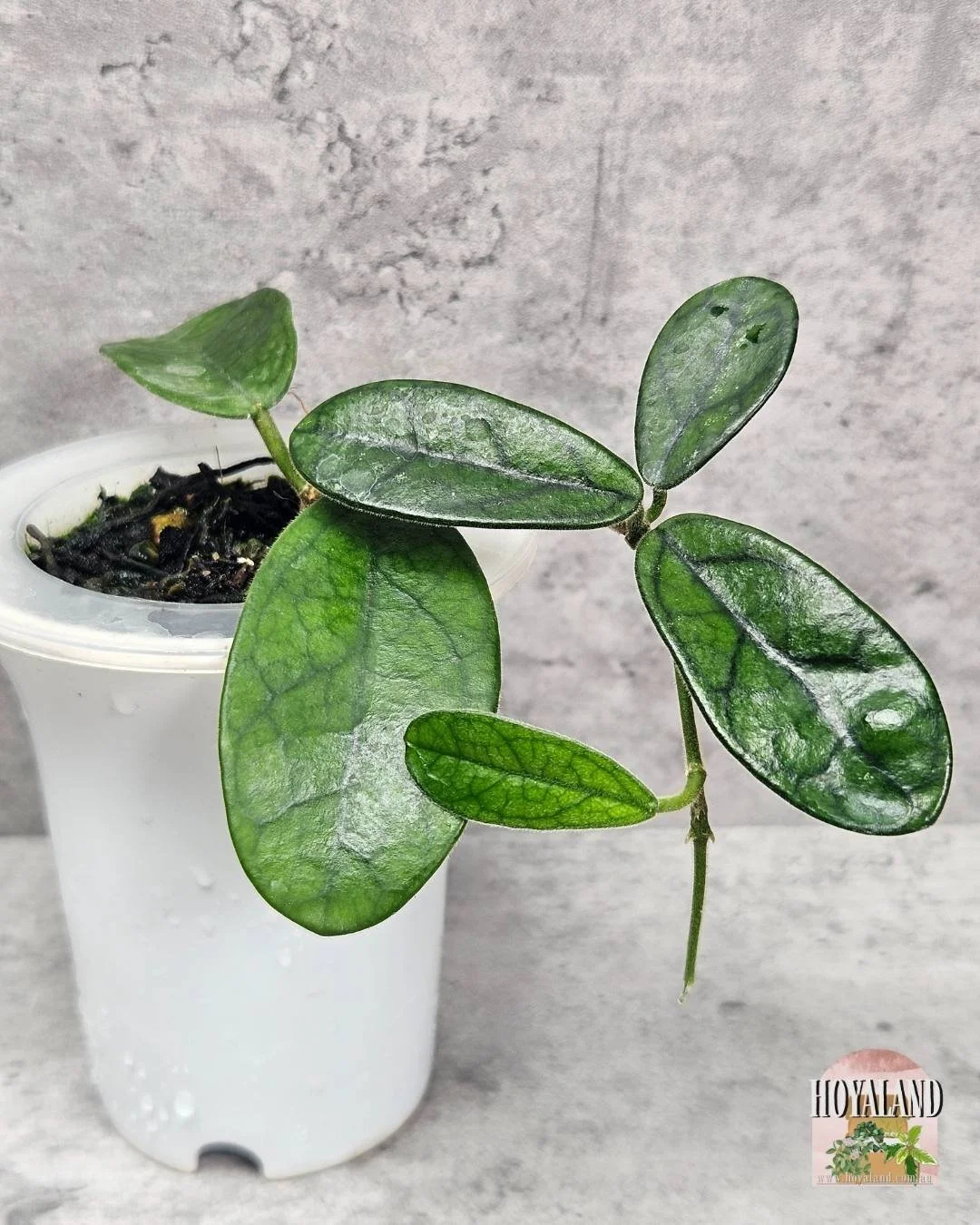 🖤 Hoya Sichuanensis (LYI NOID) 🙏