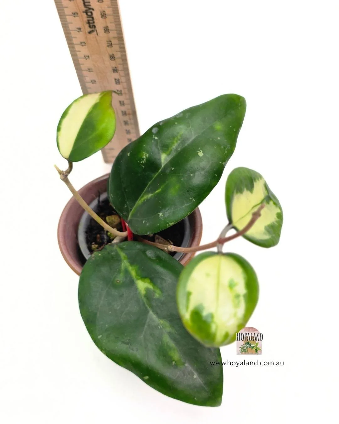 Hoya verticillata panglay var.jpg