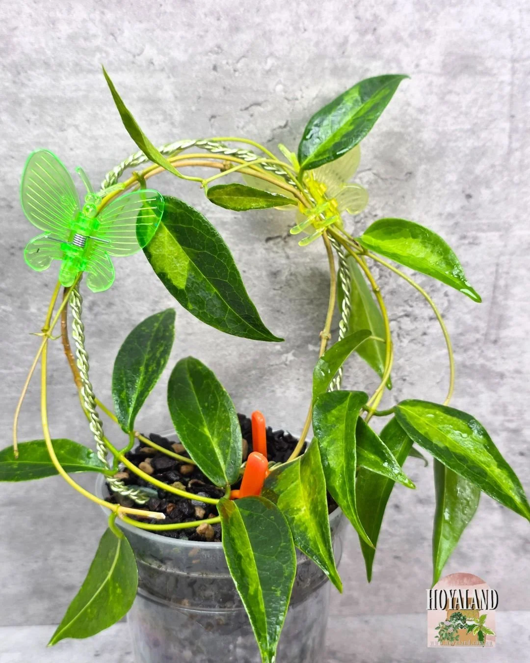 Hoya dennissii frida (3).jpg