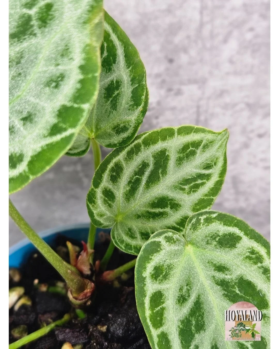 Anthurium silver tiger (4).jpg