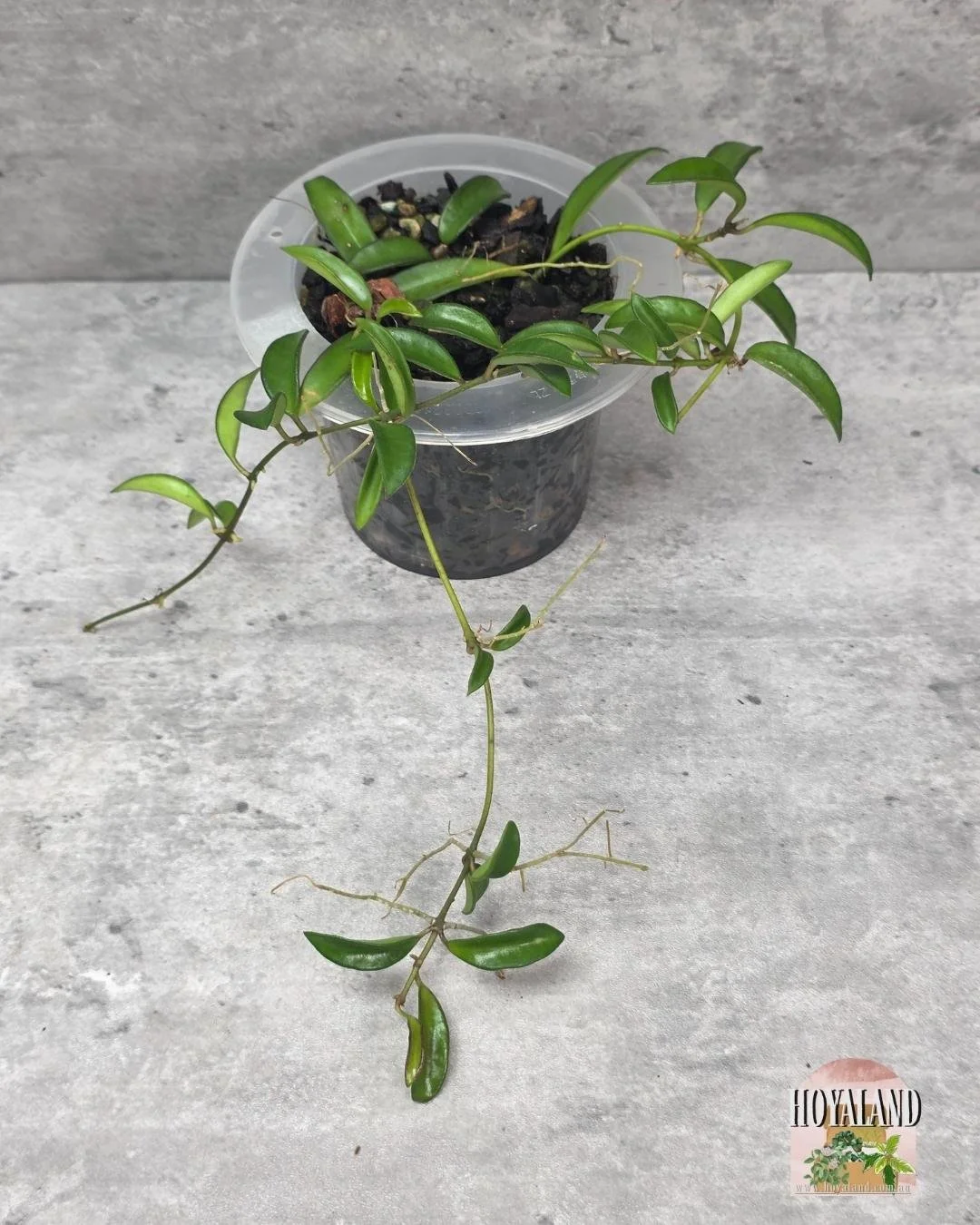 Hoya sp Zambales.jpg