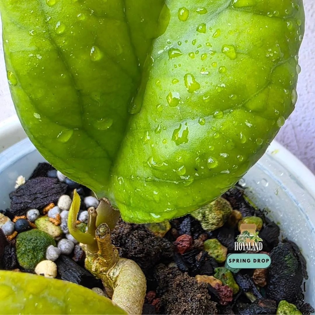 Hoya cv Elephant (3).jpg