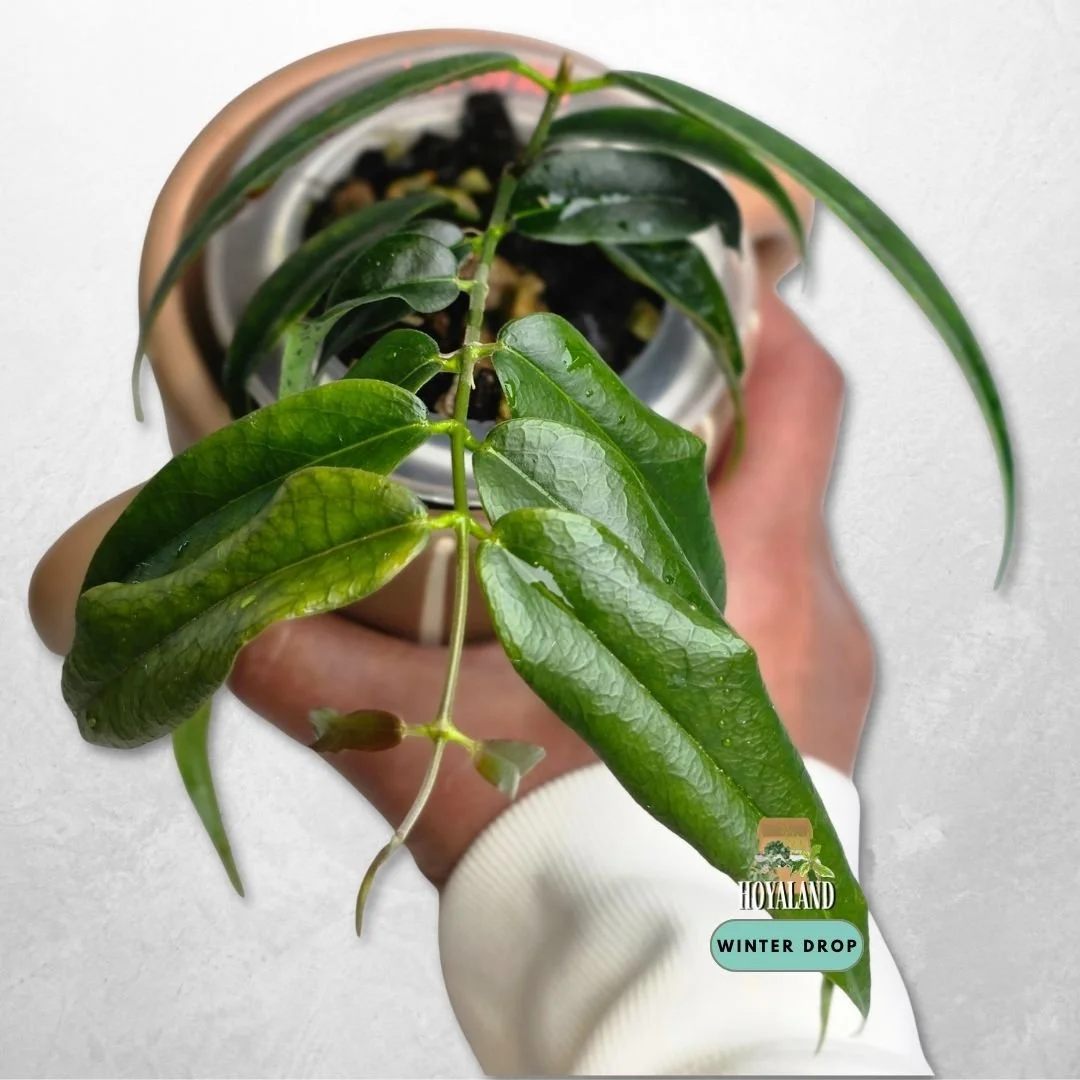 Established Hoya paradisea showing slender thin foliage and pristine white bloom genetics
