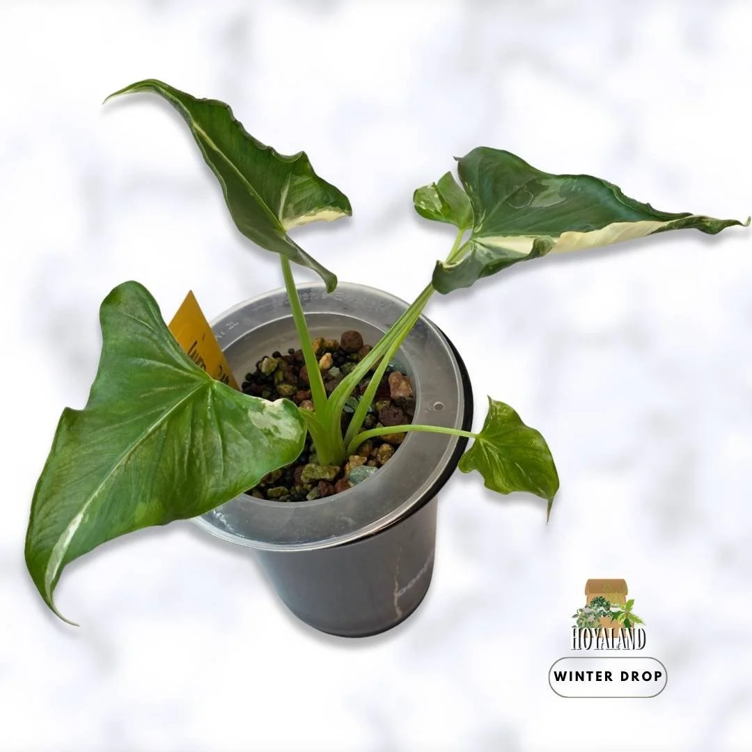 Large Alocasia Crinkles Albo grown from corm with textured puckered foliage and moderate white variegation