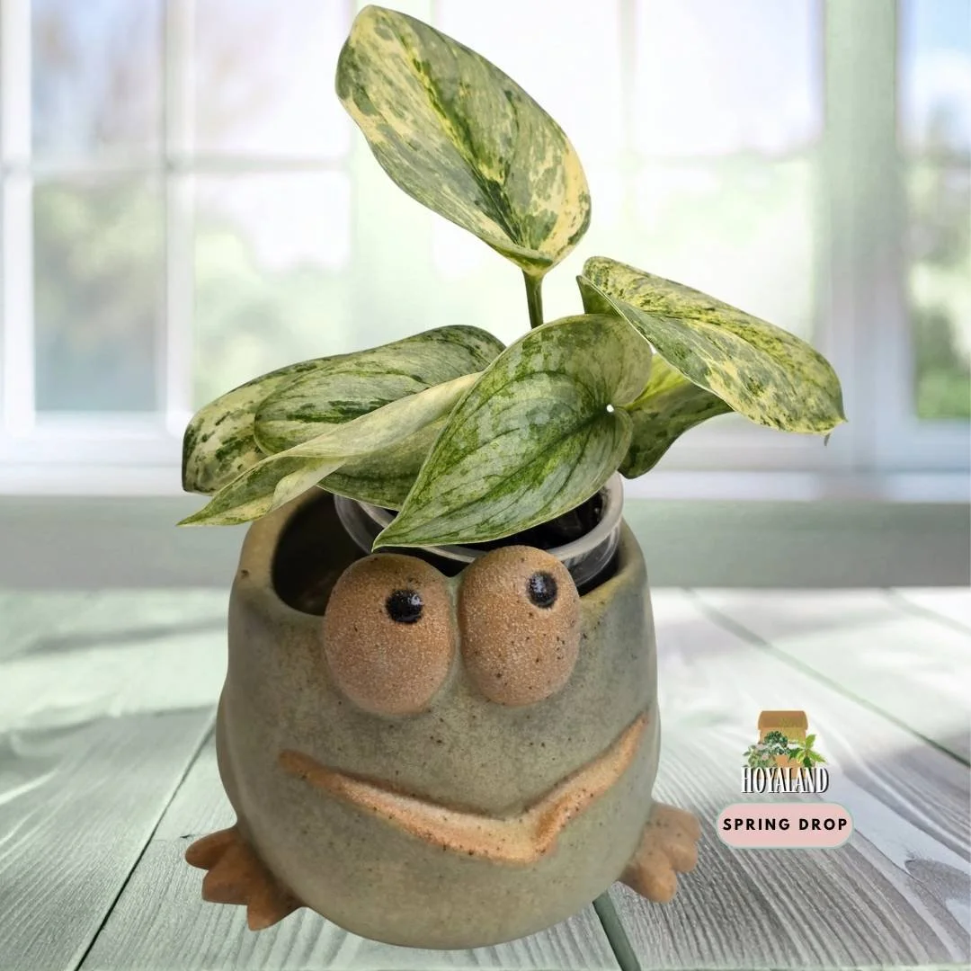 Scindapsus tembaga large (4).jpg