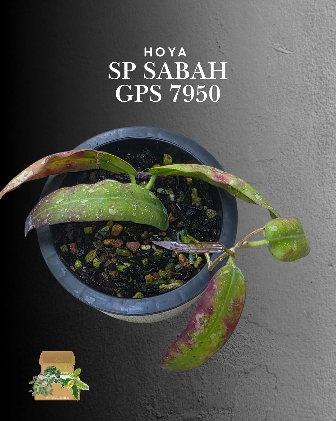 Hoya sp Sabah GPS 7950 (3).jpg