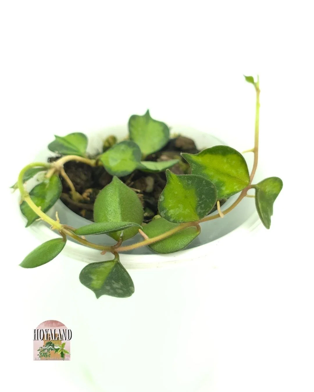 Hoya curtisii variegata (2).jpg