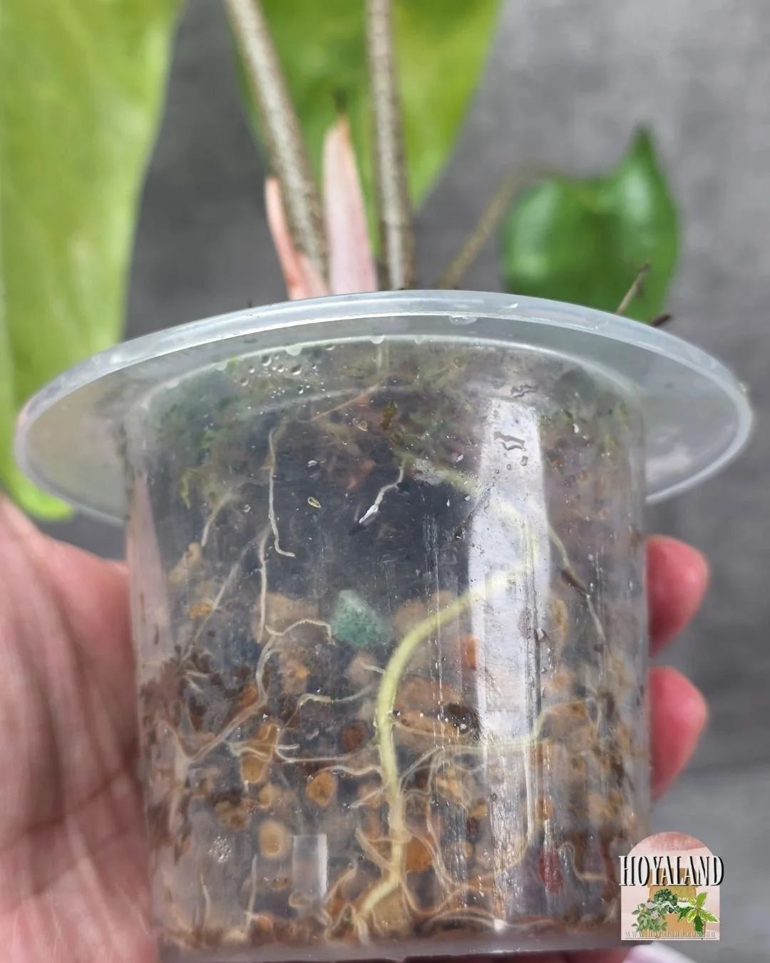 Alocasia longiloba lemon lime (6).jpg