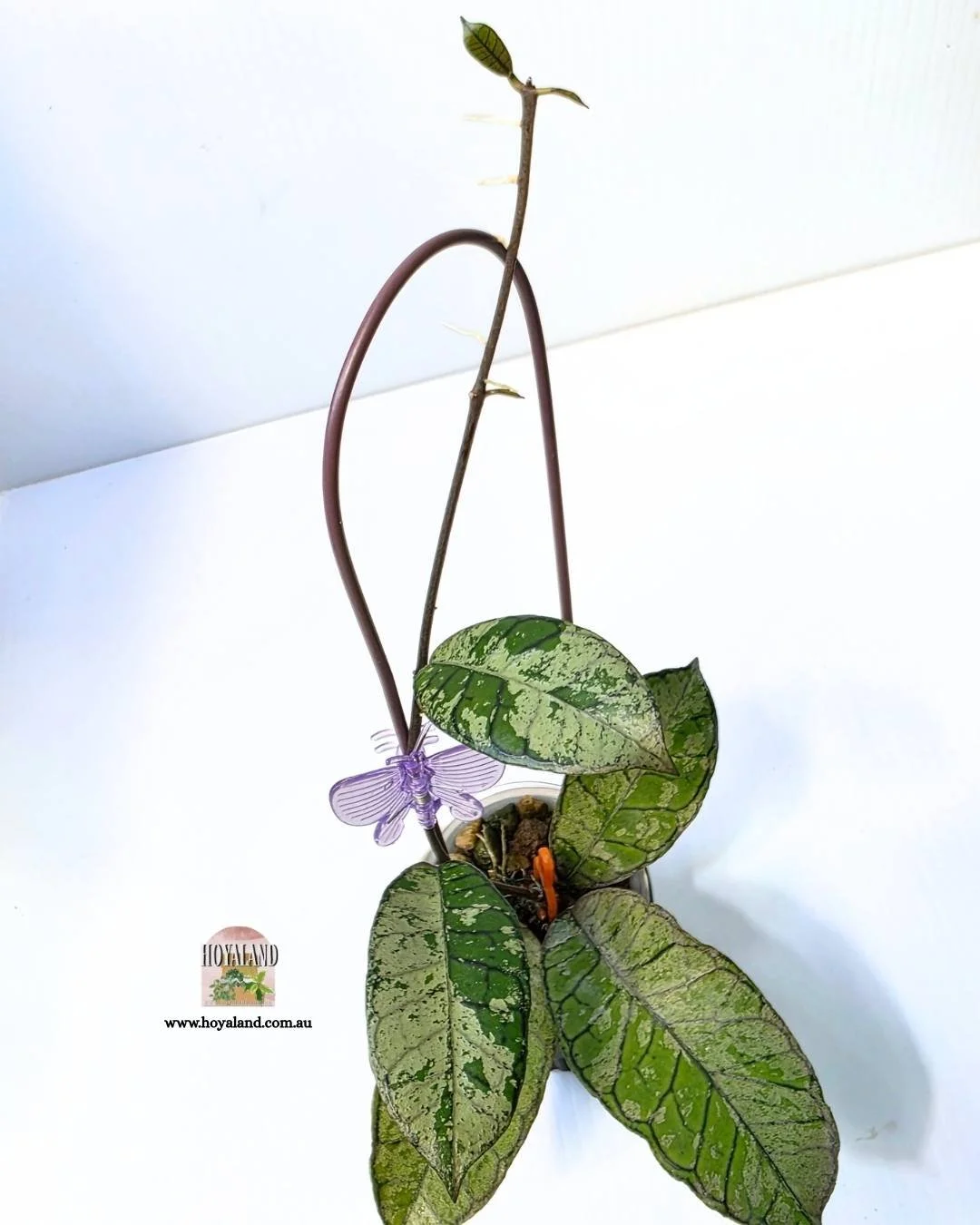 Hoya gunung gading silver ghost a (2).jpg