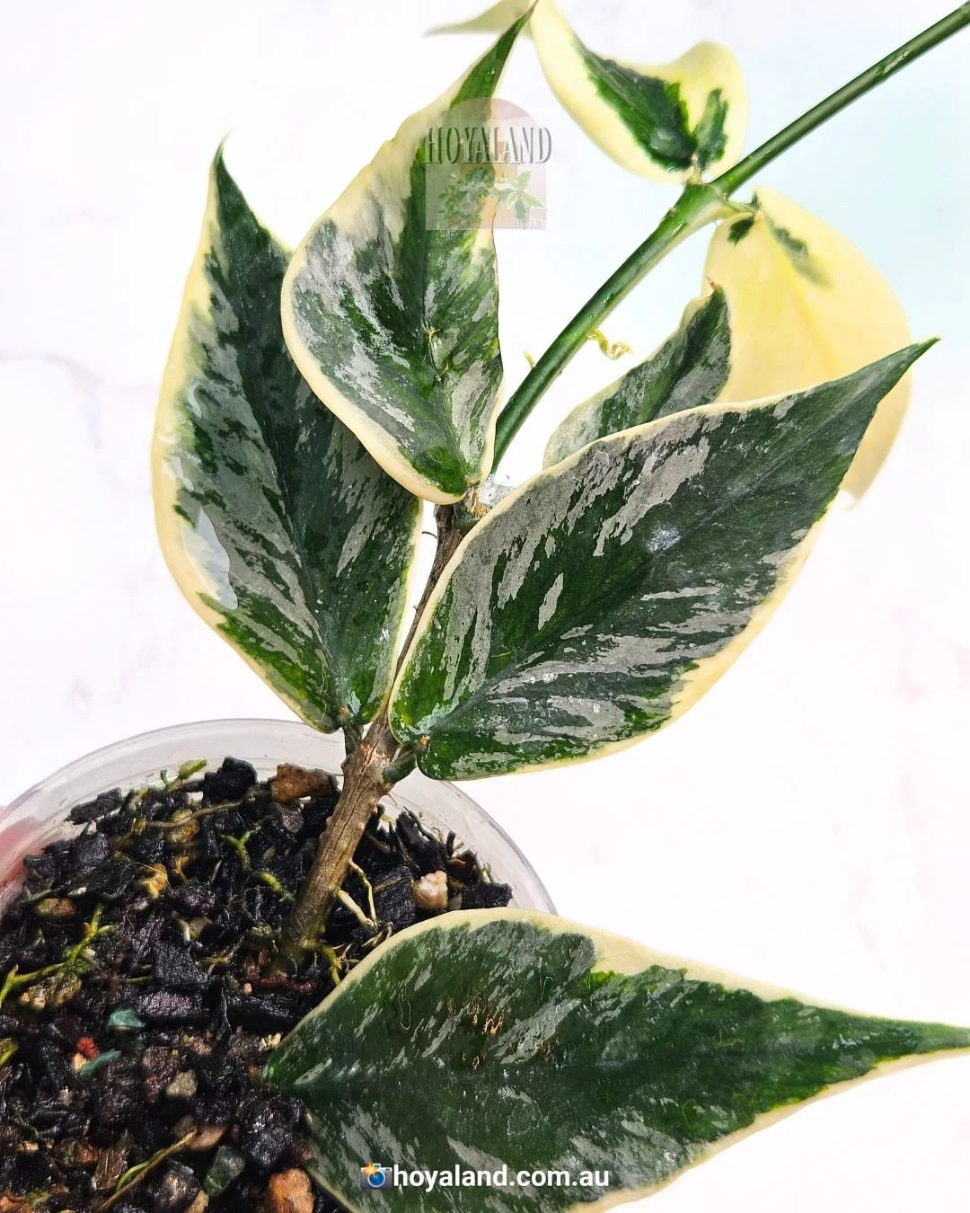 hoya polyneura jasminka B (3).jpg