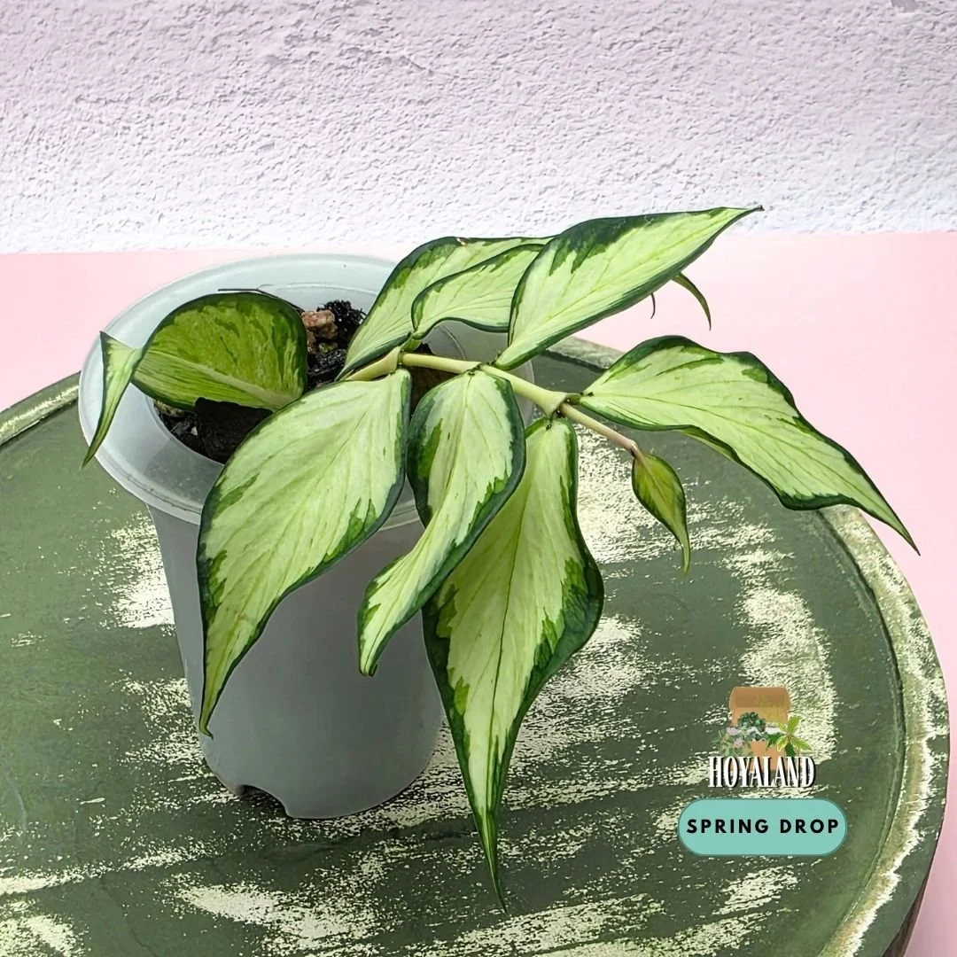 Hoya polyneura variegata A (10).jpg