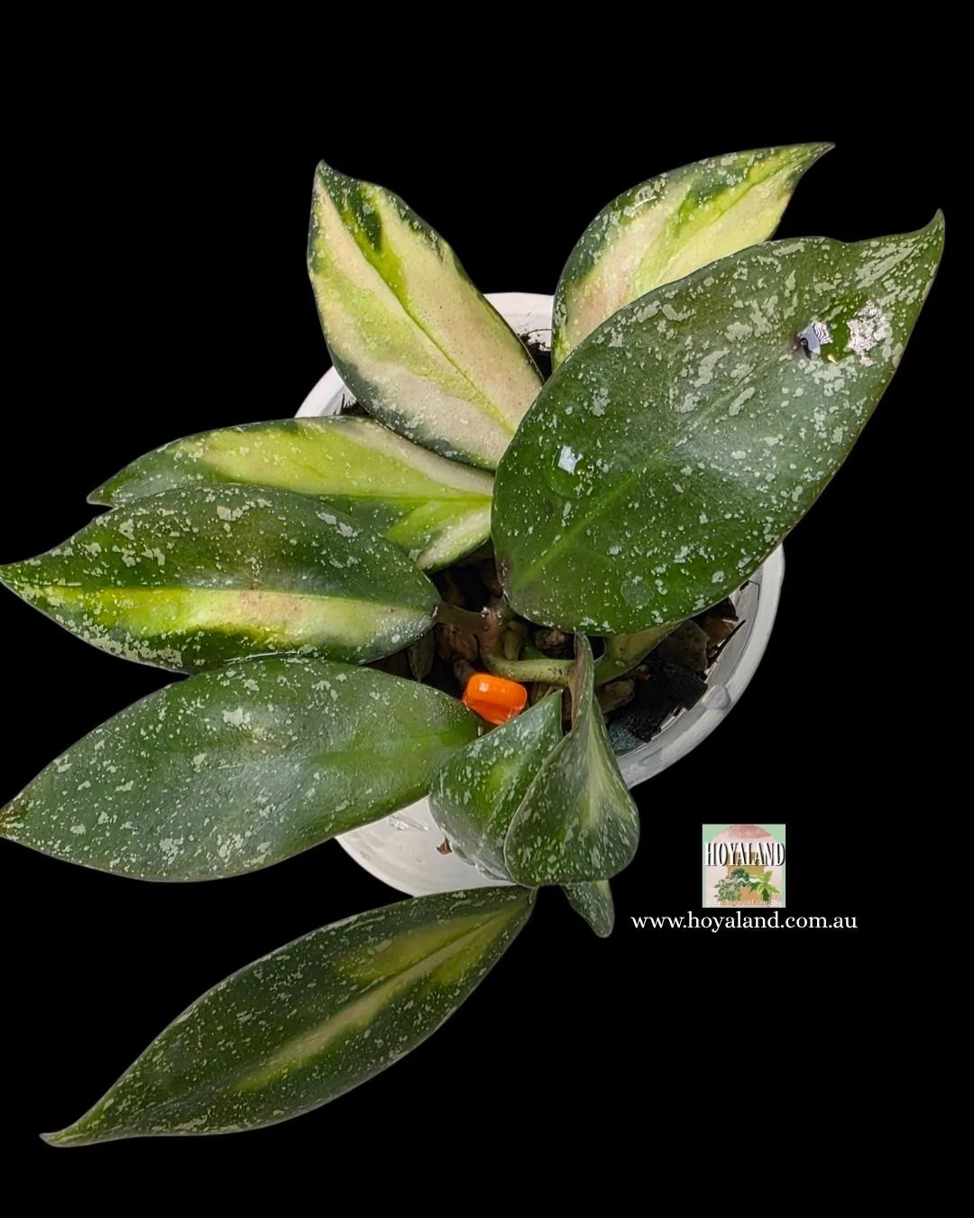 Hoya nabawanensis variegata 2 (4).jpg