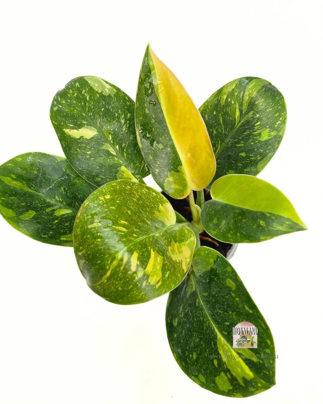 🍂 Philodendron Green Congo Variegated Half Moon