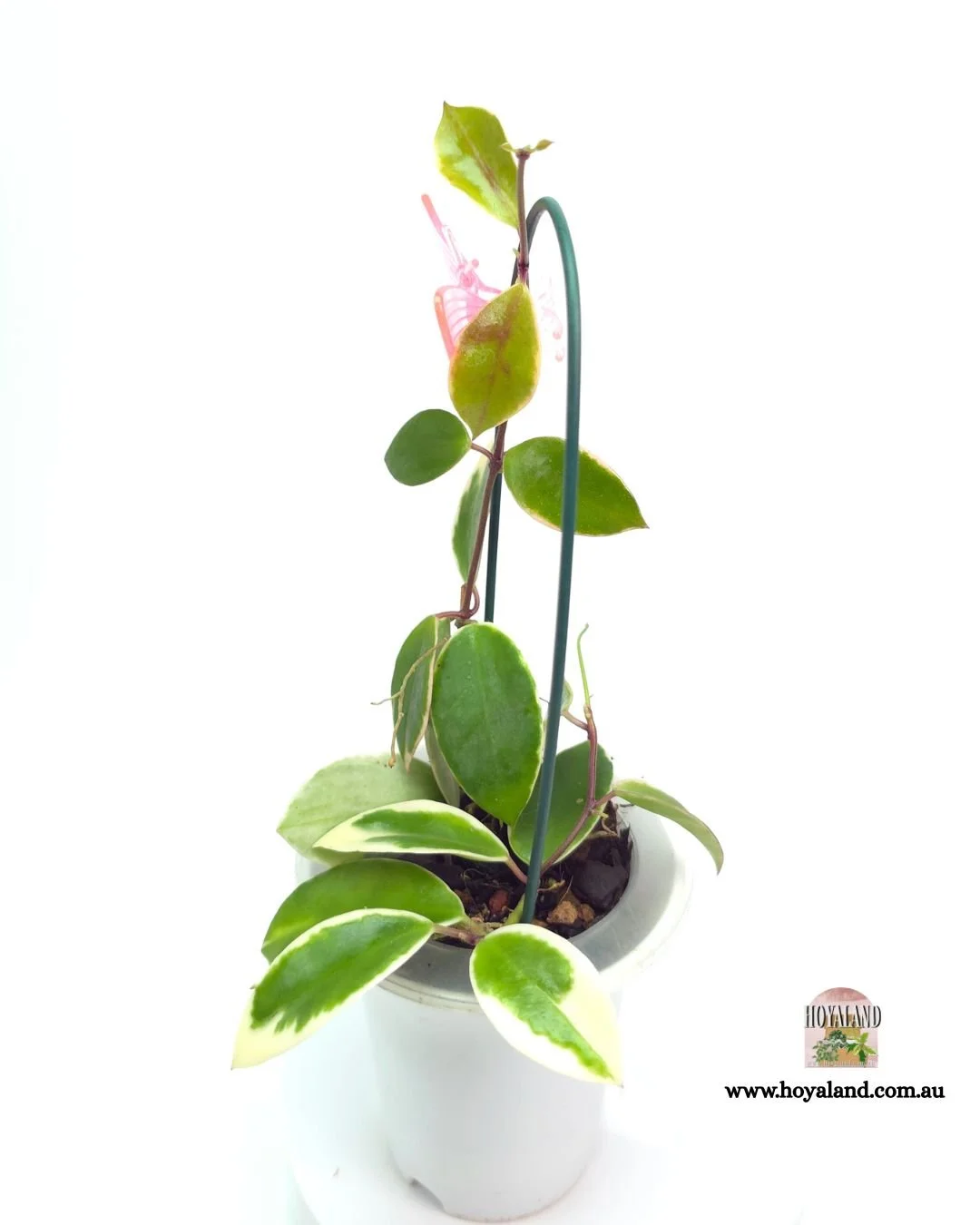 🍂 Hoya halophila 'Albo' | Multi-Heads