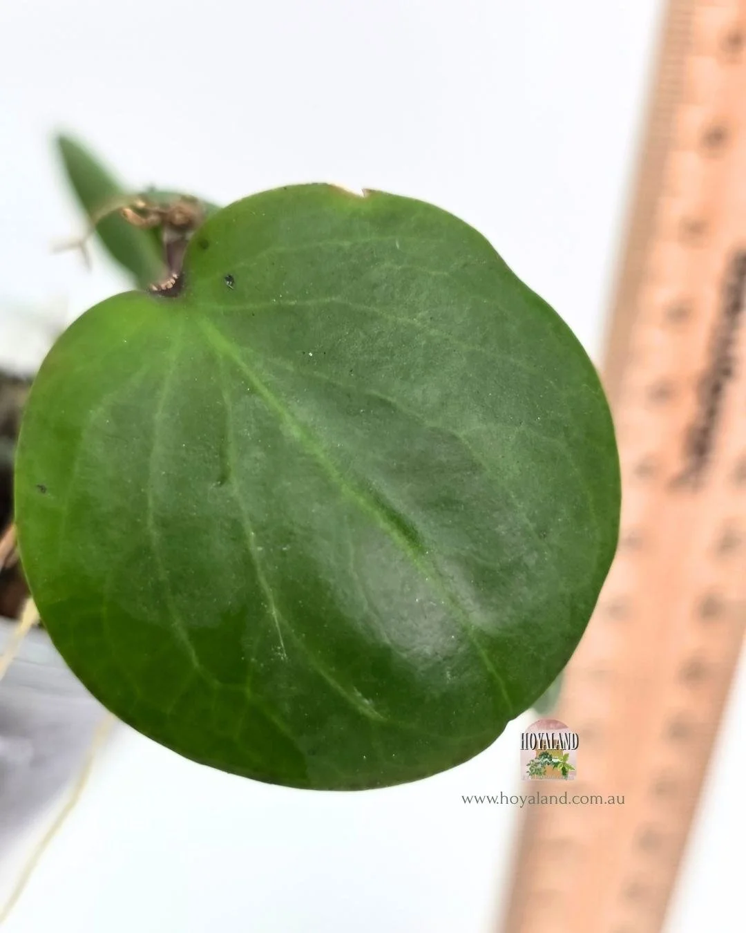 Hoya rhianon 1 (2).jpg