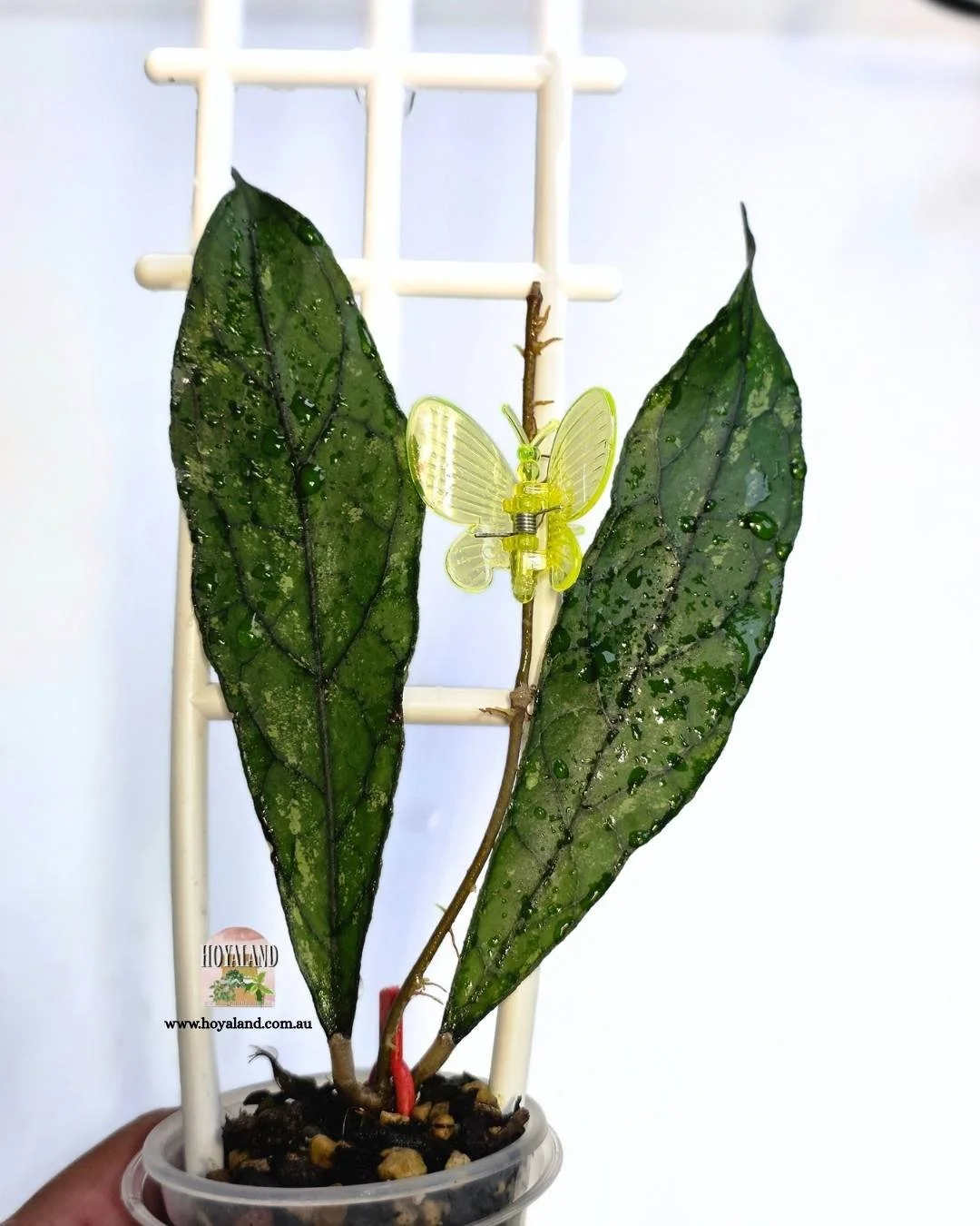 ❄️  Hoya clemensiorum dark form | Rare Variety | Small