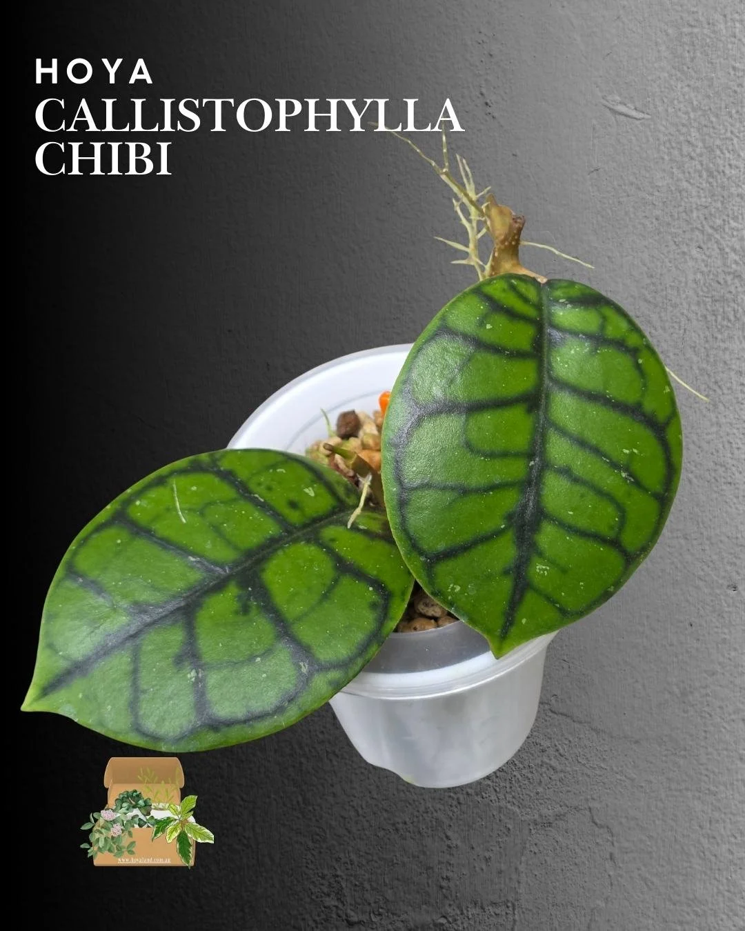 hoya callistophylla chibi (16).jpg