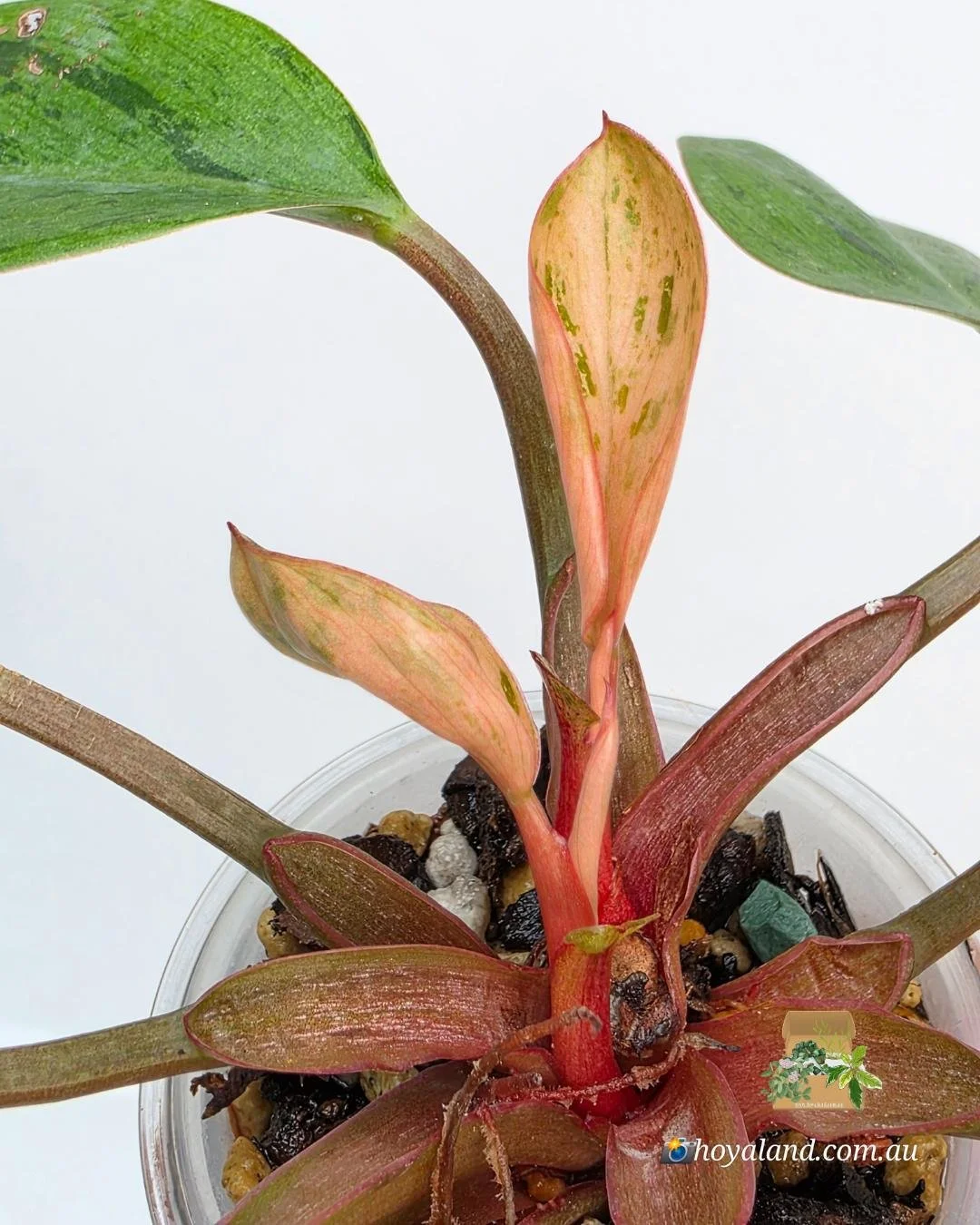 Philodendron dwarf red congo mint (3).jpg