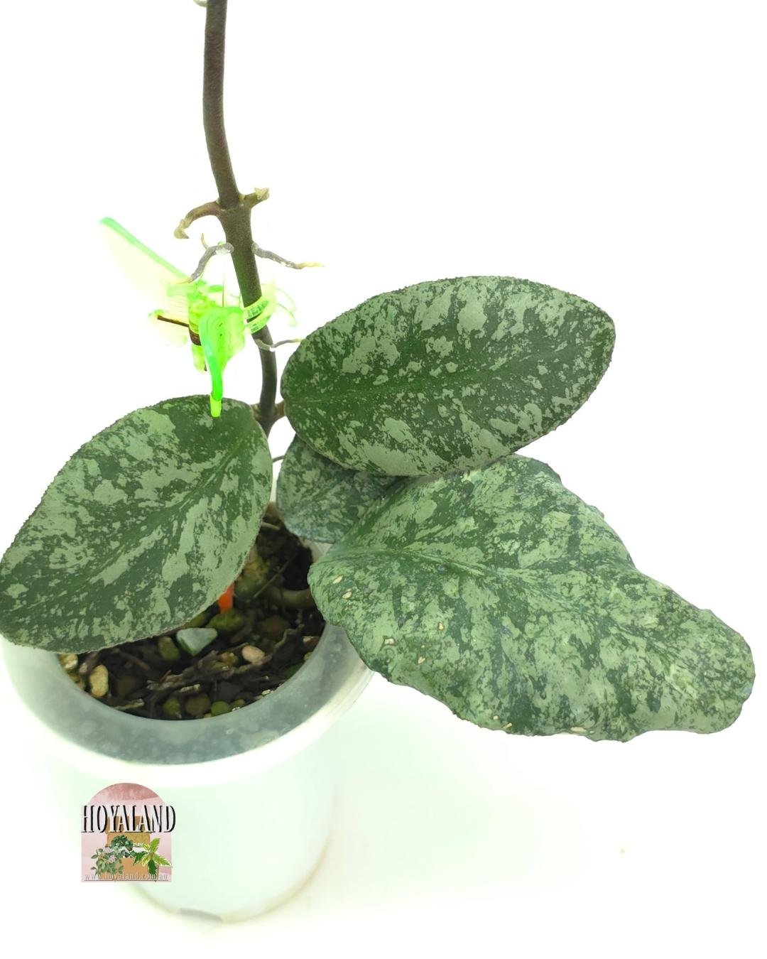 Hoya waymaniae cloudy sky (3).jpg