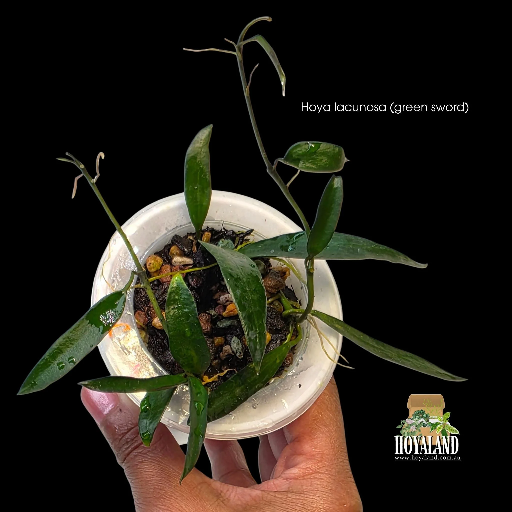Hoya lacunosa green sword c.jpg