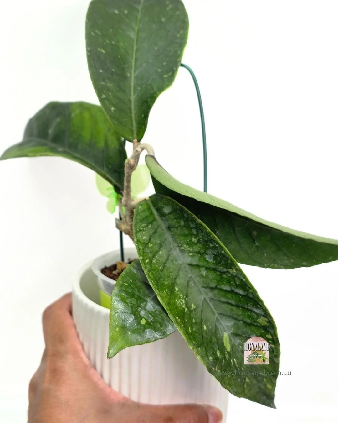 Hoya Gayo Lues Green.jpg