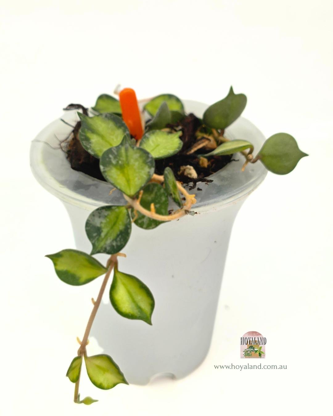 Hoya curtisii variegata (5).jpg