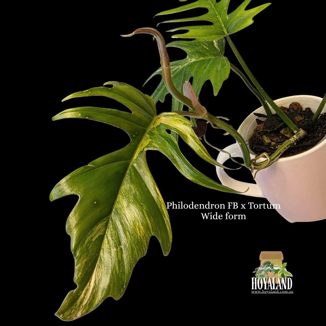 Philodendron FB x Tortum Wide form (10).jpg