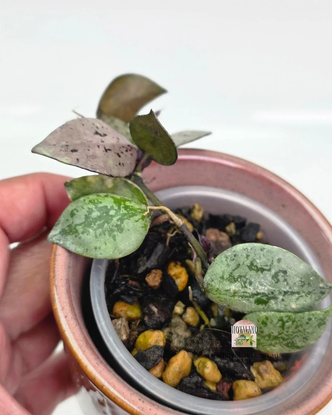 Hoya black aurora 2jpg (3).jpg