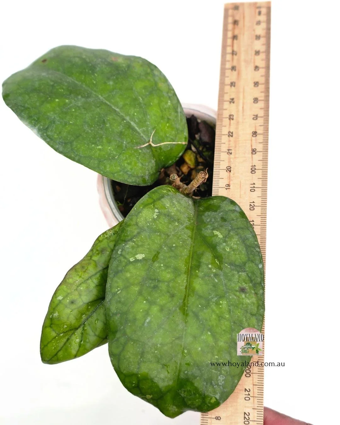 Hoya elephant C (2).jpg