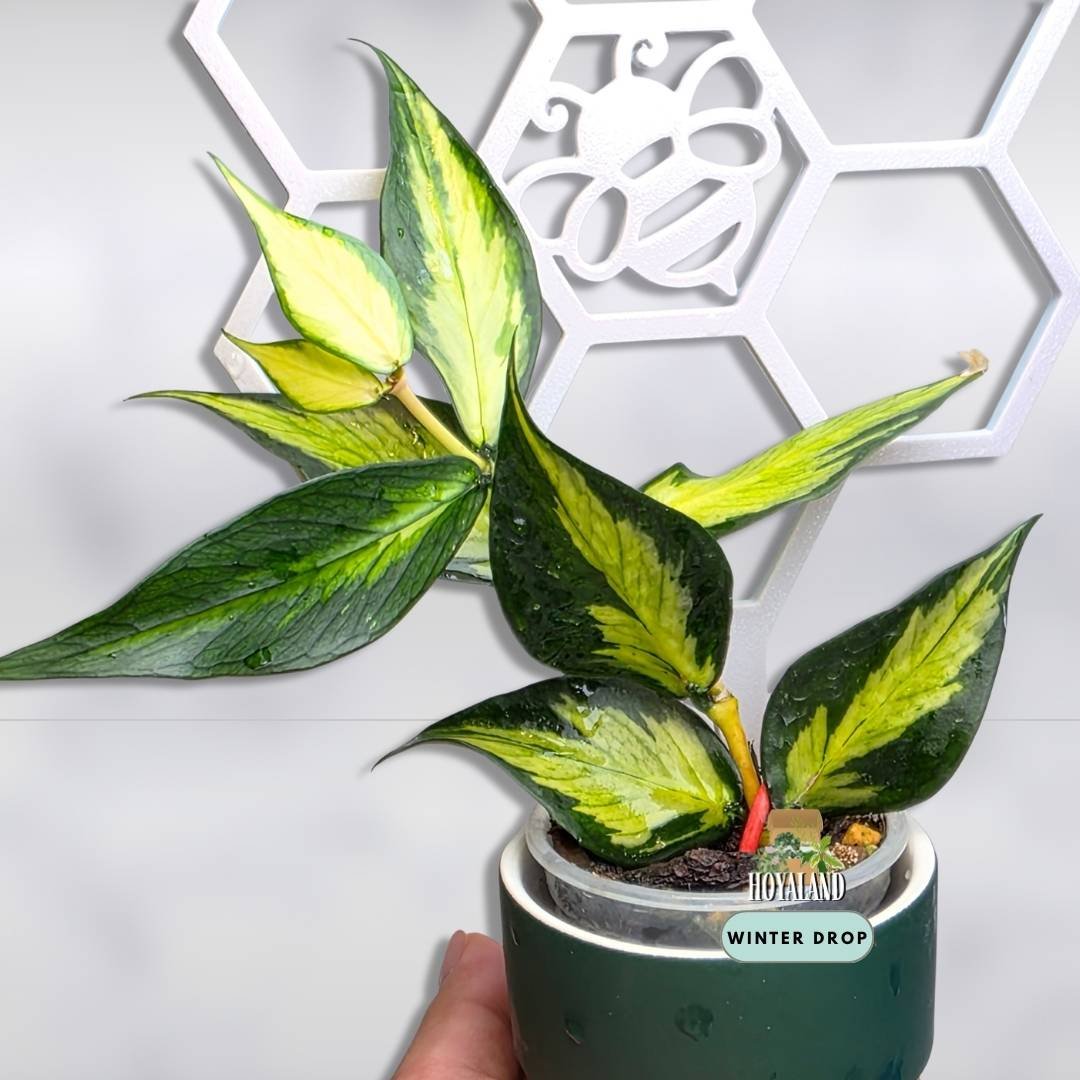 Hoya polyneura variegata | Inner Variegated Cool-Growing Fishtail Hoya