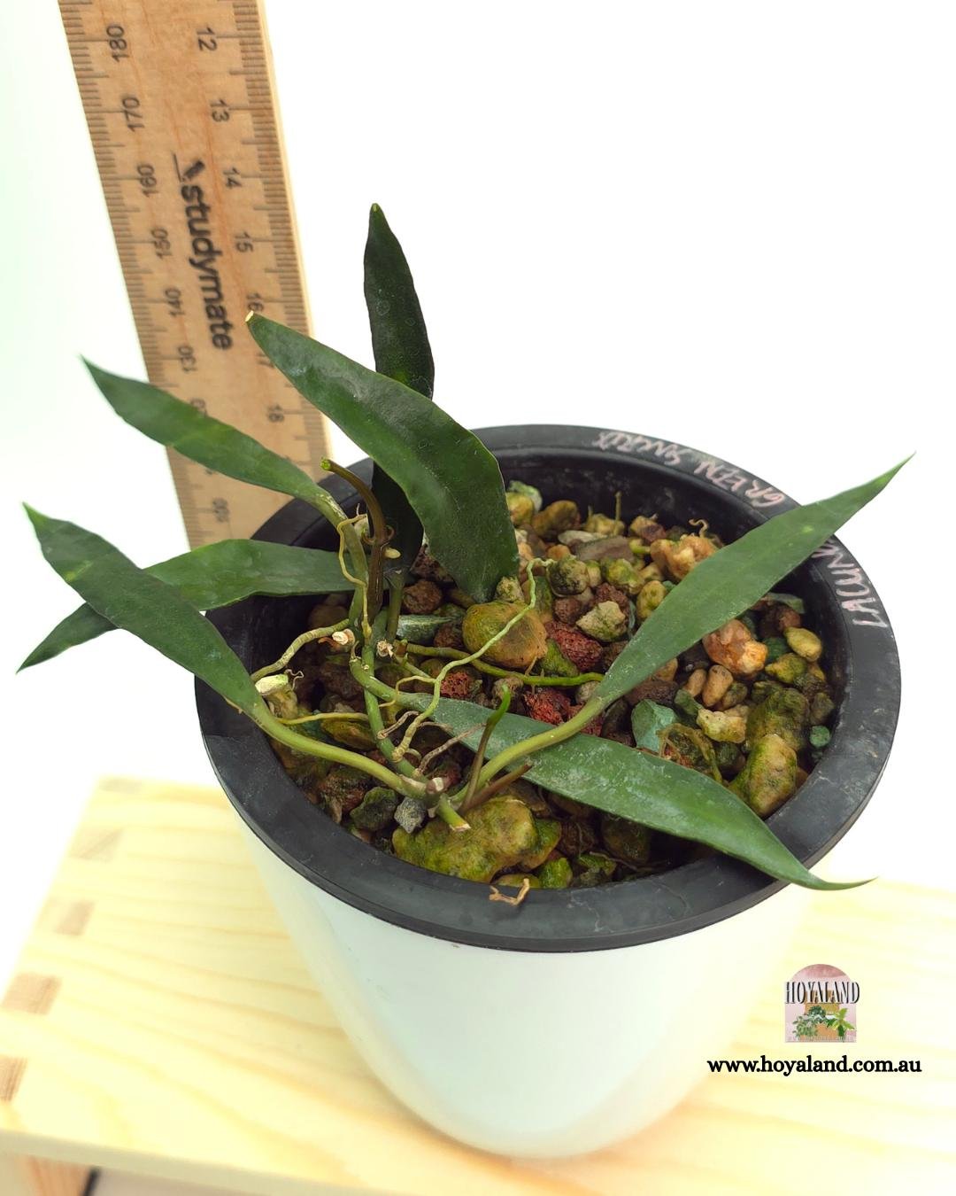 Hoya lacunosa green swords.jpg