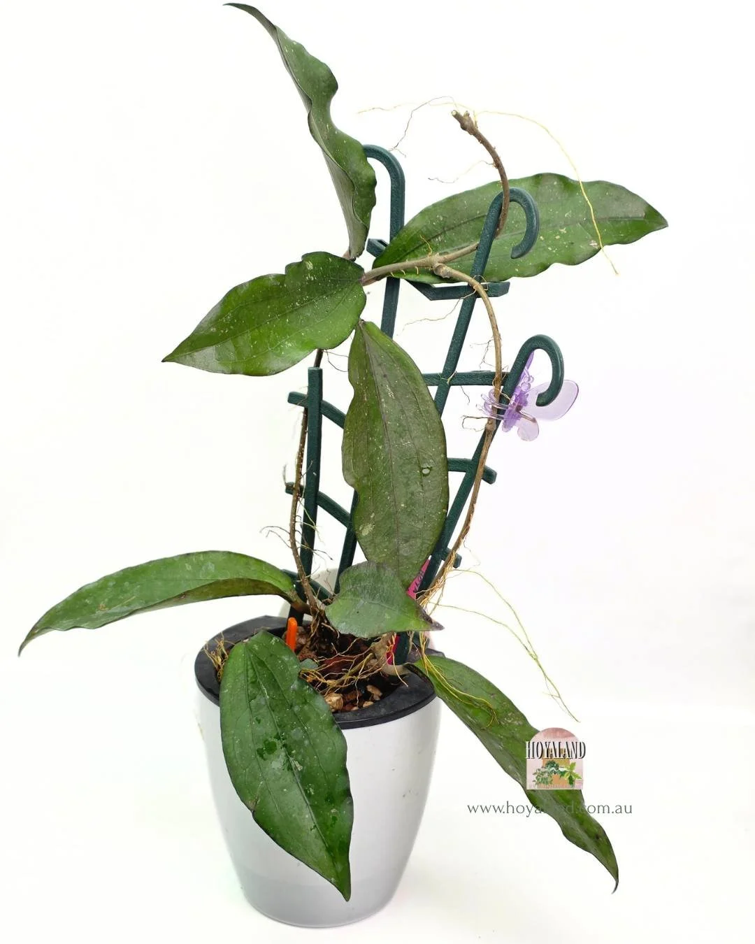 Hoya erythrina bacho (3).jpg