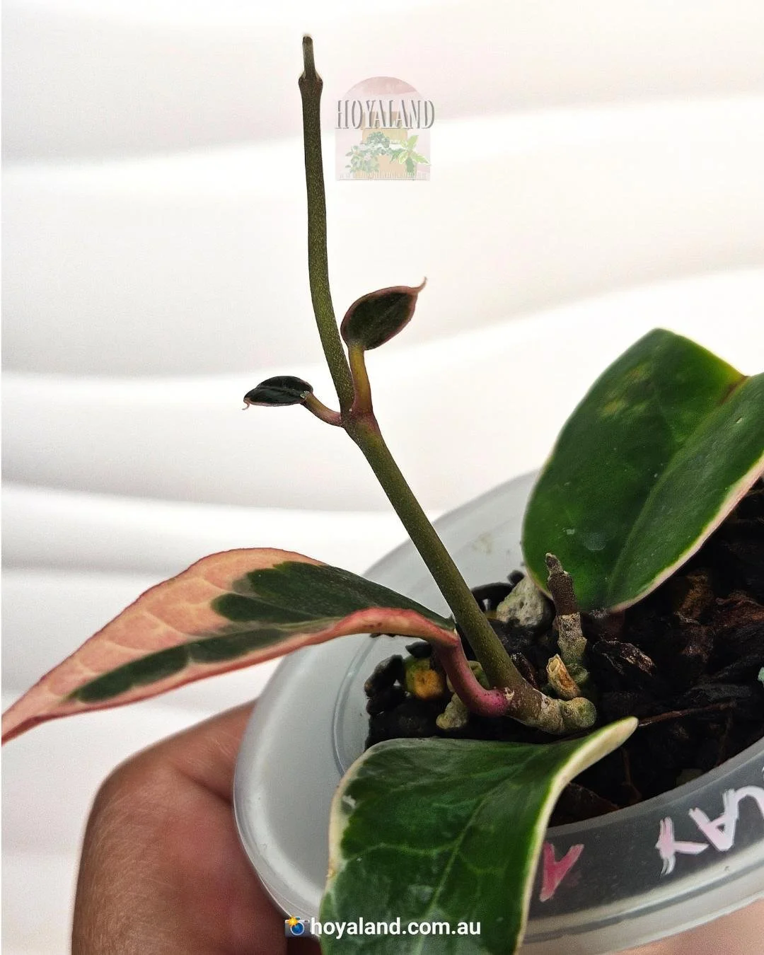 Hoya verticillata Panglay (3).jpg