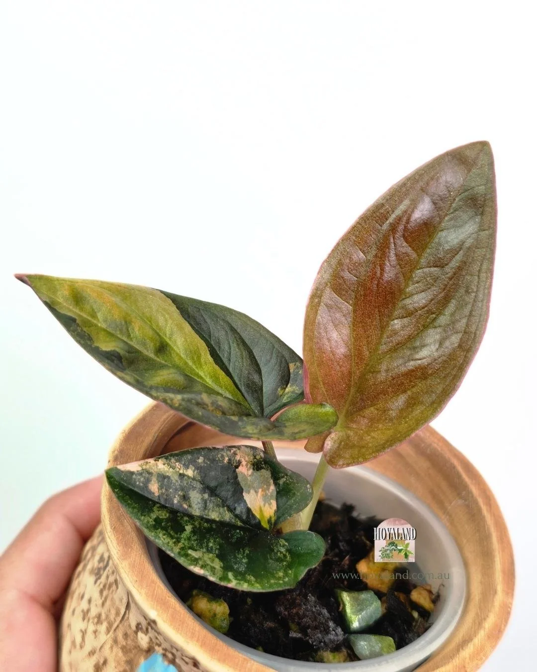 Syngonium red arrow variegata (5).jpg