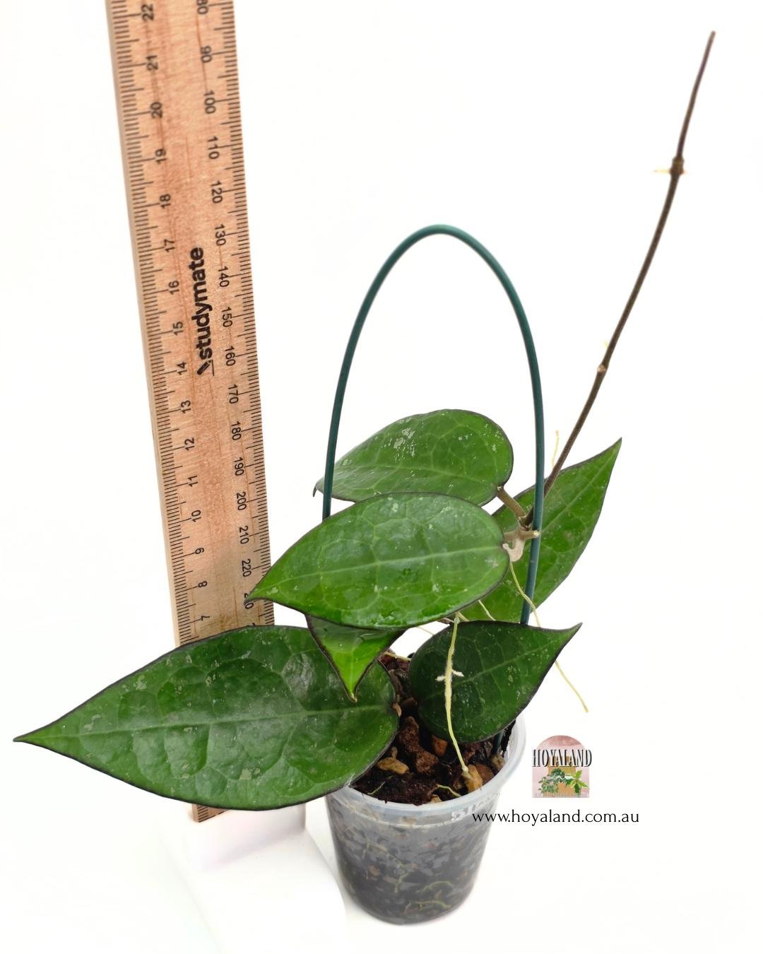 Hoya black margin 1 (2).jpg