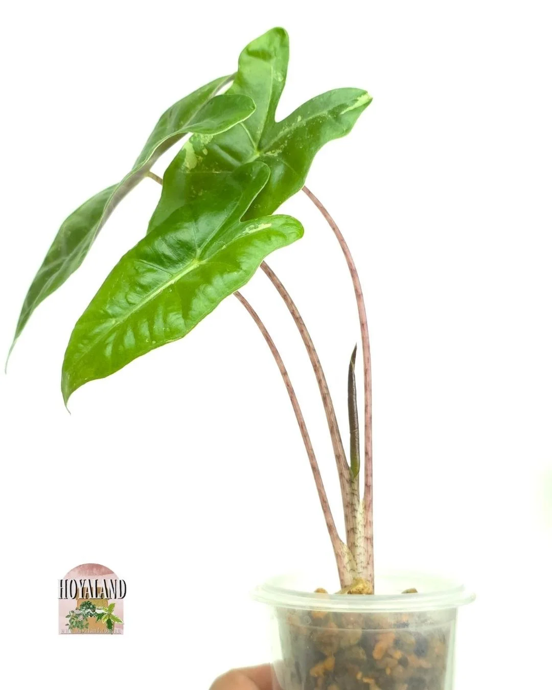 Alocasia pseudo sanderiana albo 1.jpg